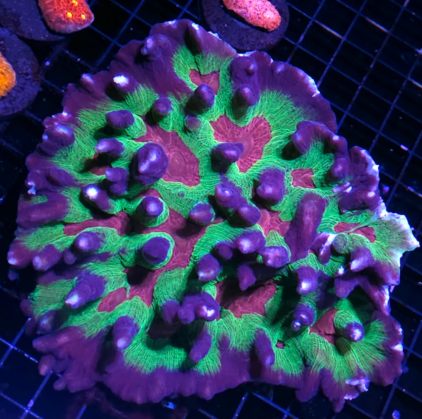 Massive Heartbreaker Pectinia Colony