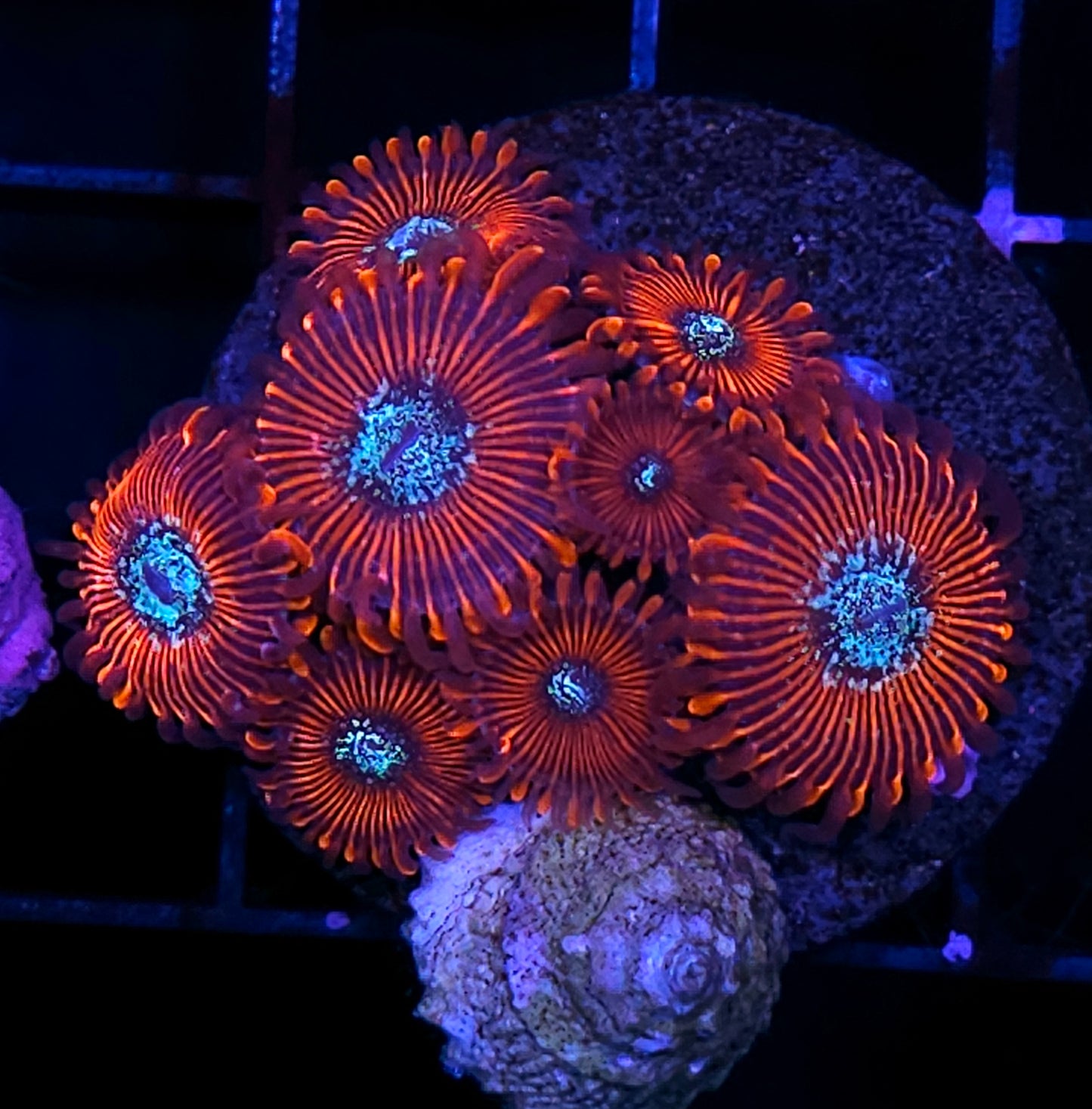 HF Black Magic Zoas