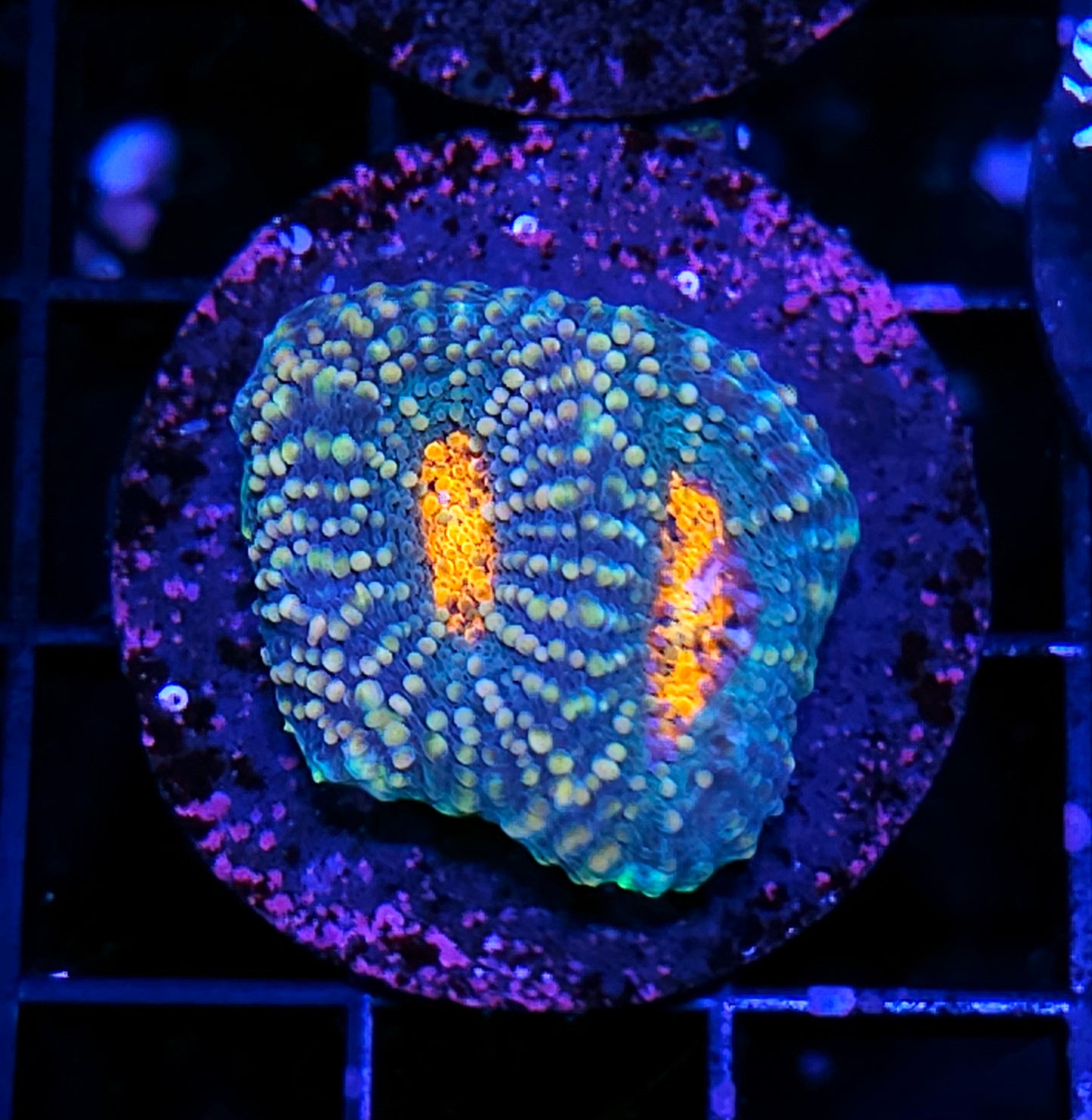 Blast Zone Acan Echinata