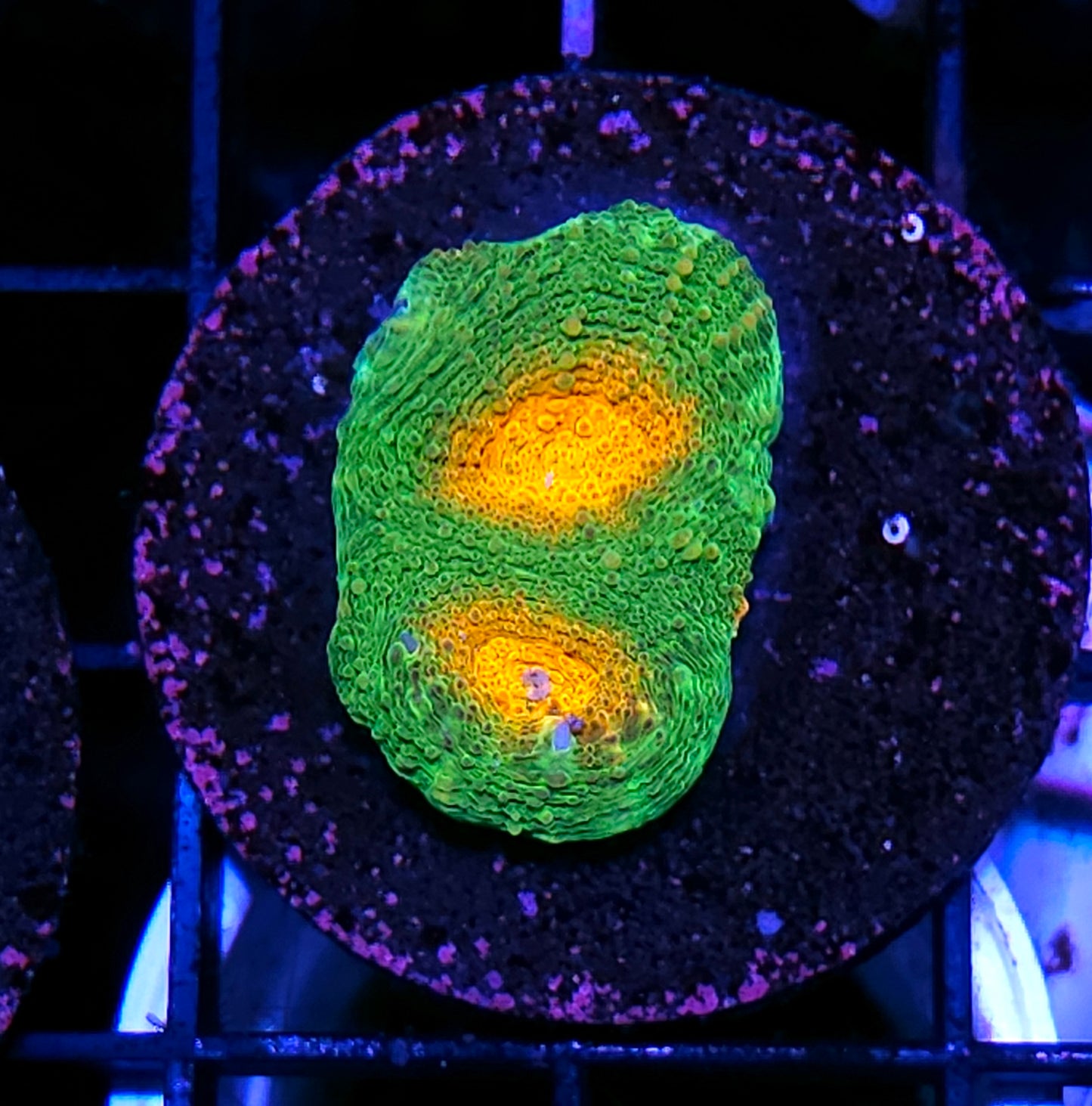 Miami Hurricane Acan Echinata 😱