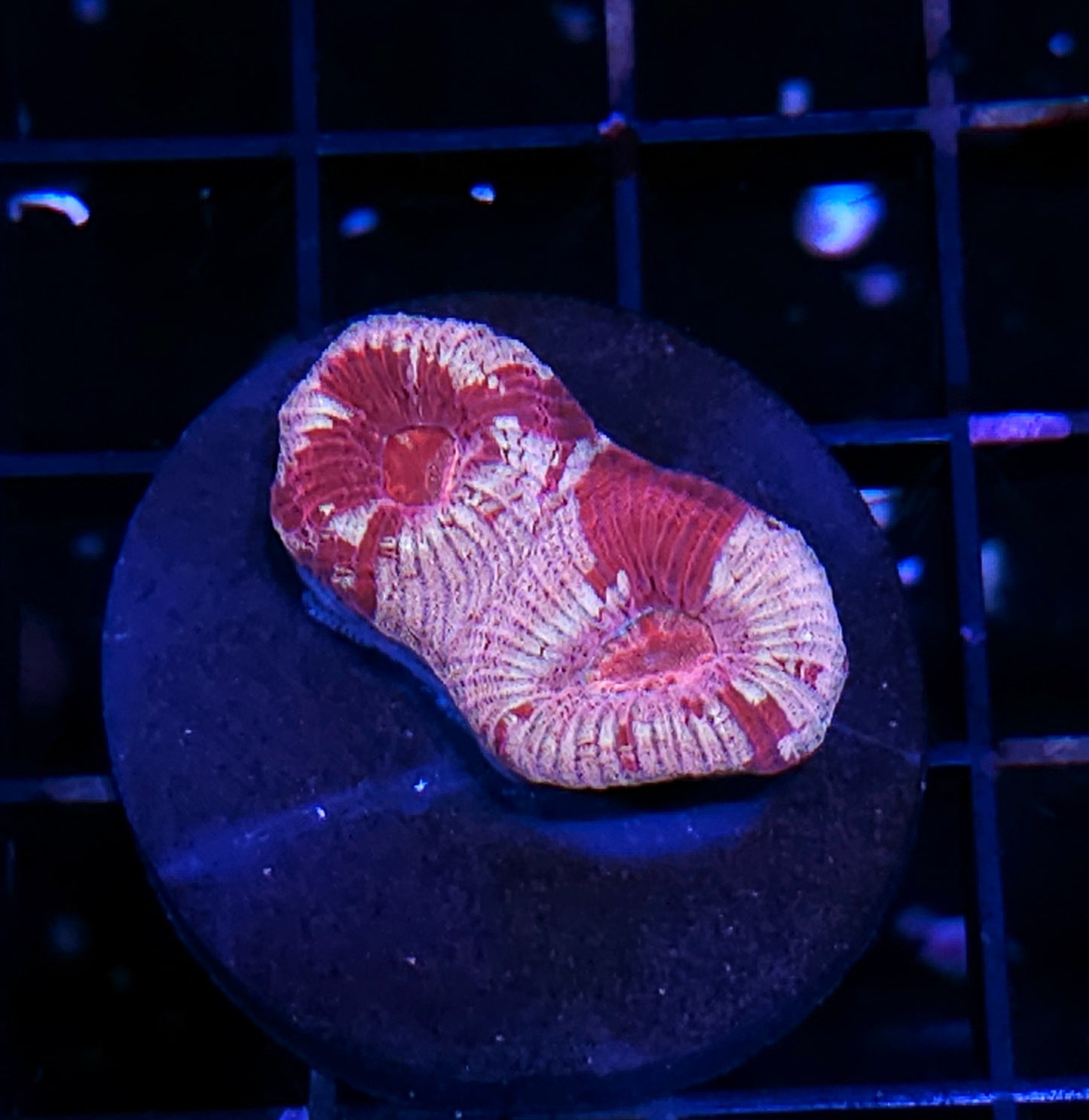 Strawberry and Cream Barabattoia