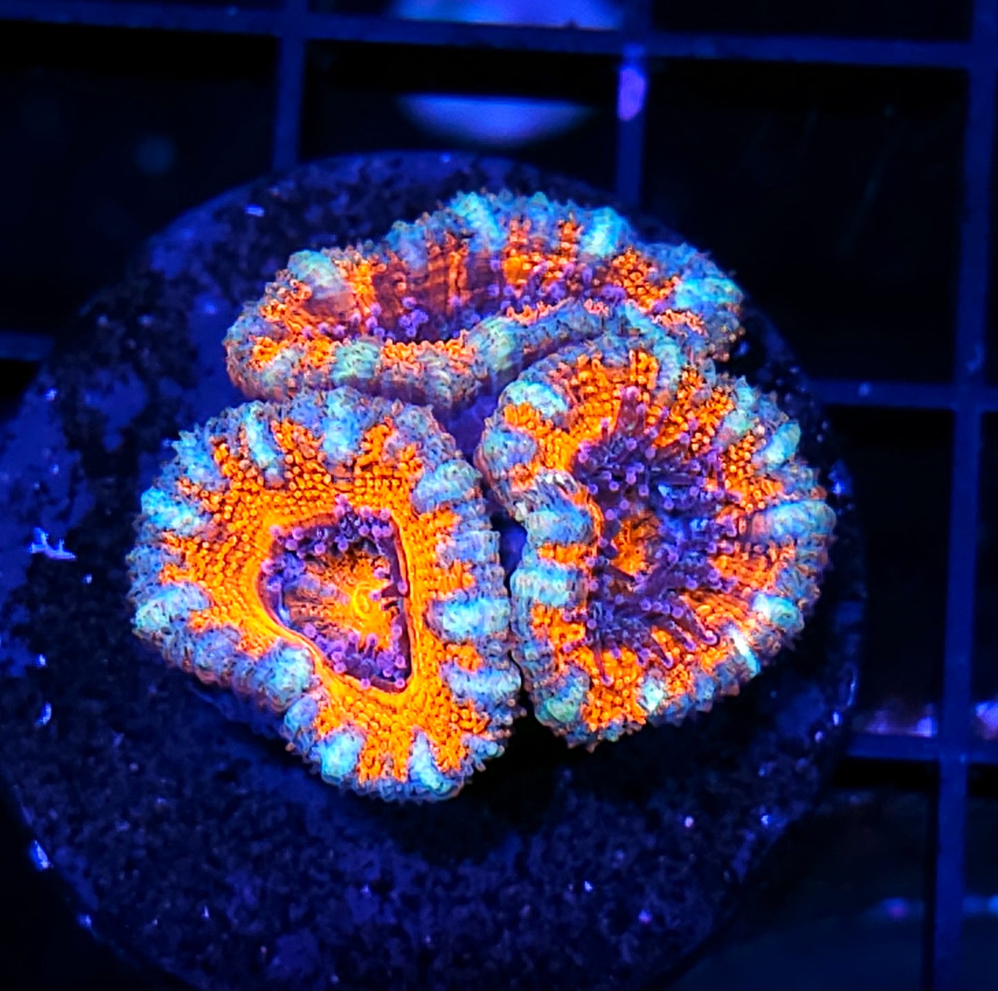 Blast Zone Acan