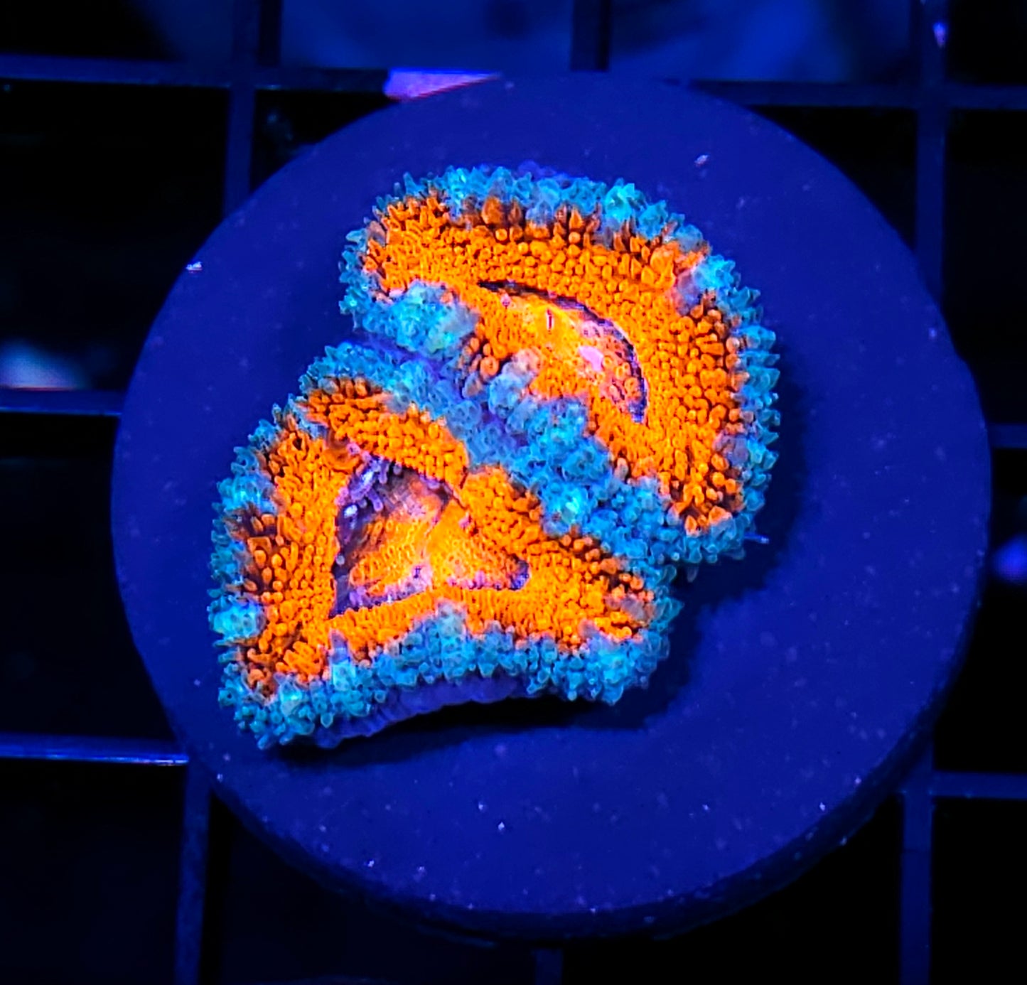 Tropicana Acan