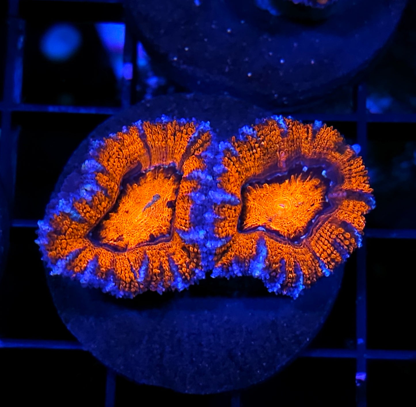 Wild Things Acan