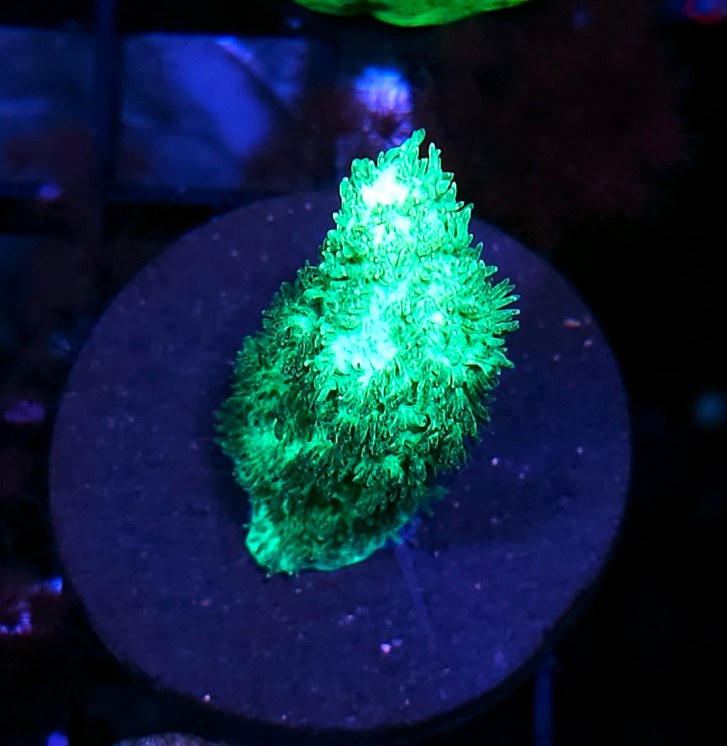 Slime Branching Hydnophora