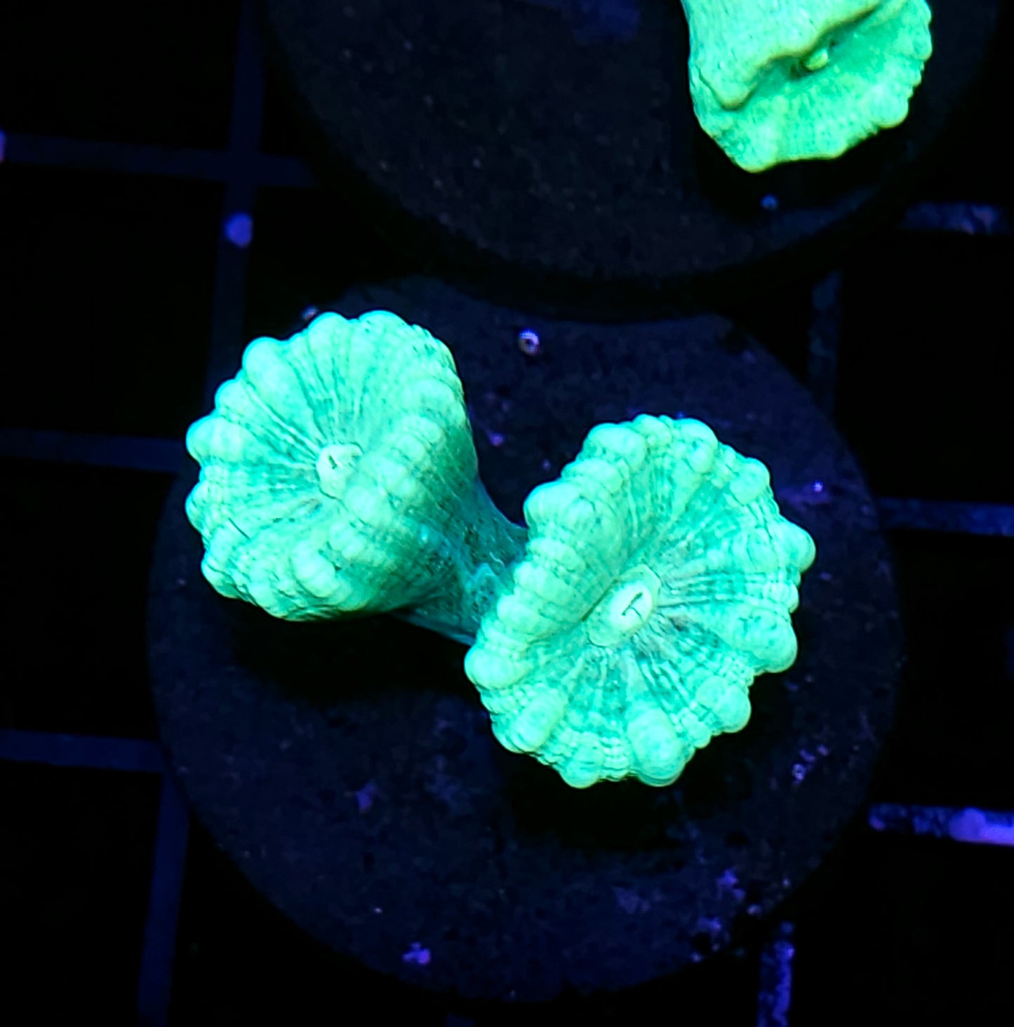 Plutonium Candy Cane