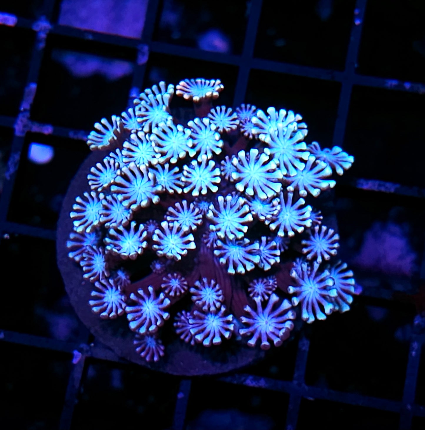 Flower Child Alveopora