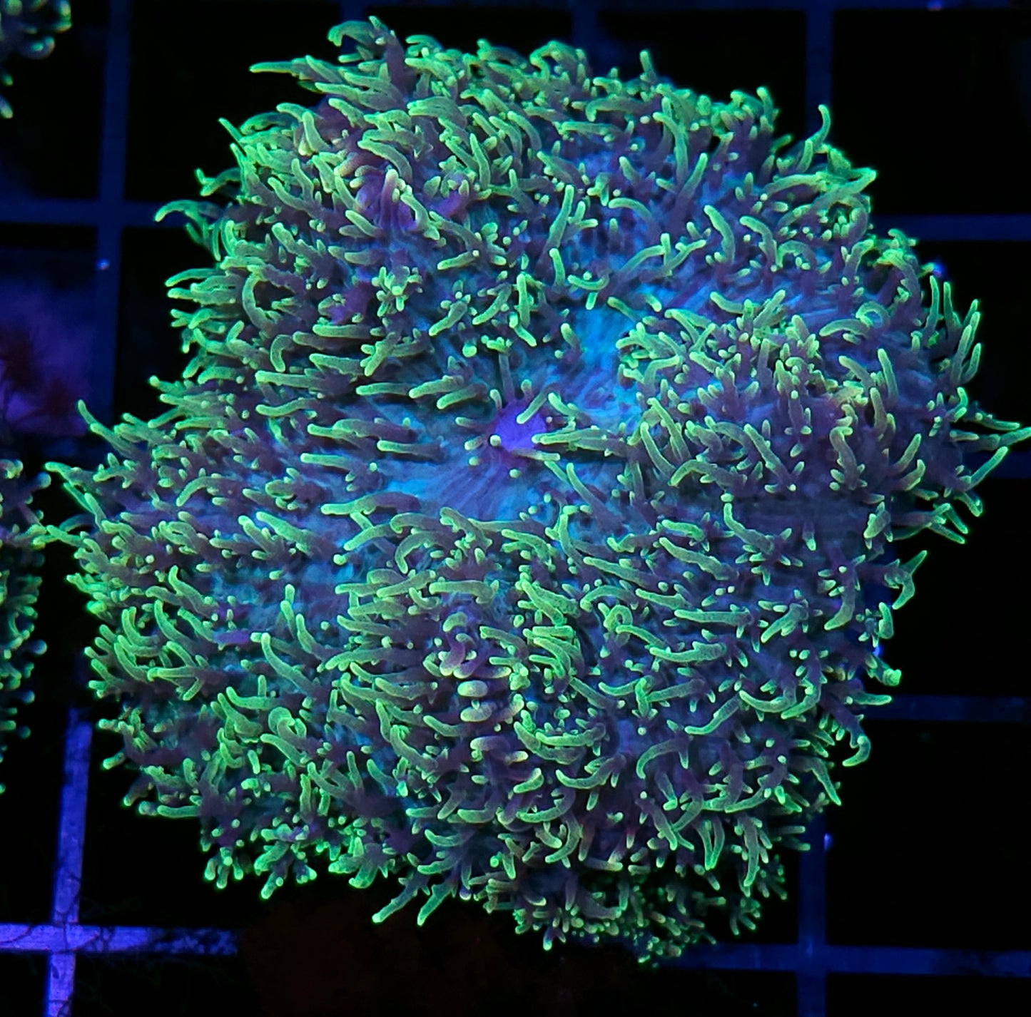 HF Shag Daddy Carpet Mushroom