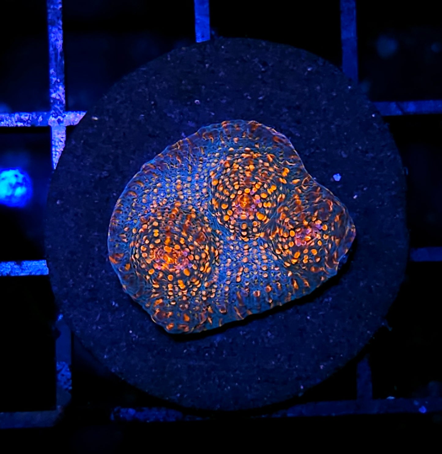 Meteor Trails Chalice