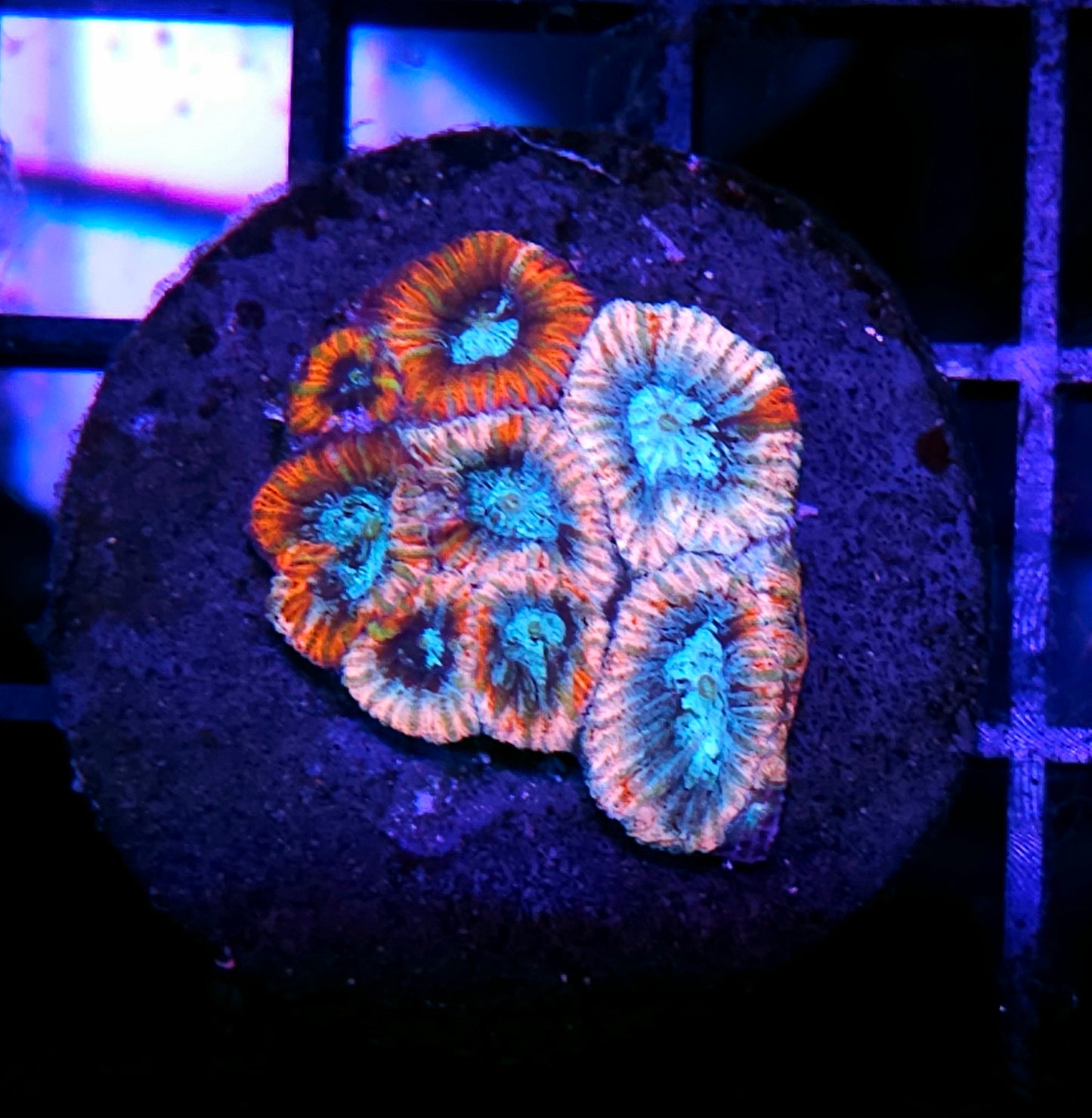 Fruit Cocktail Micro Favia