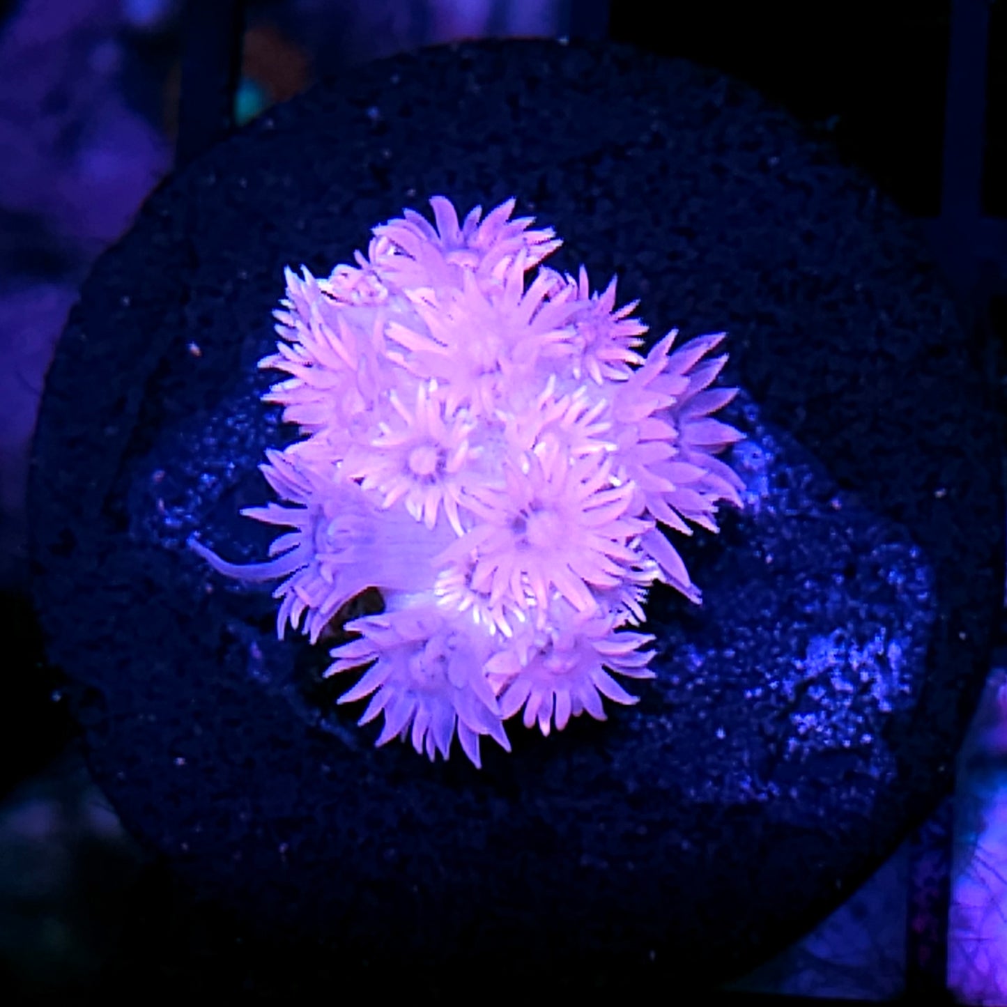 Pink Ice Goniopora