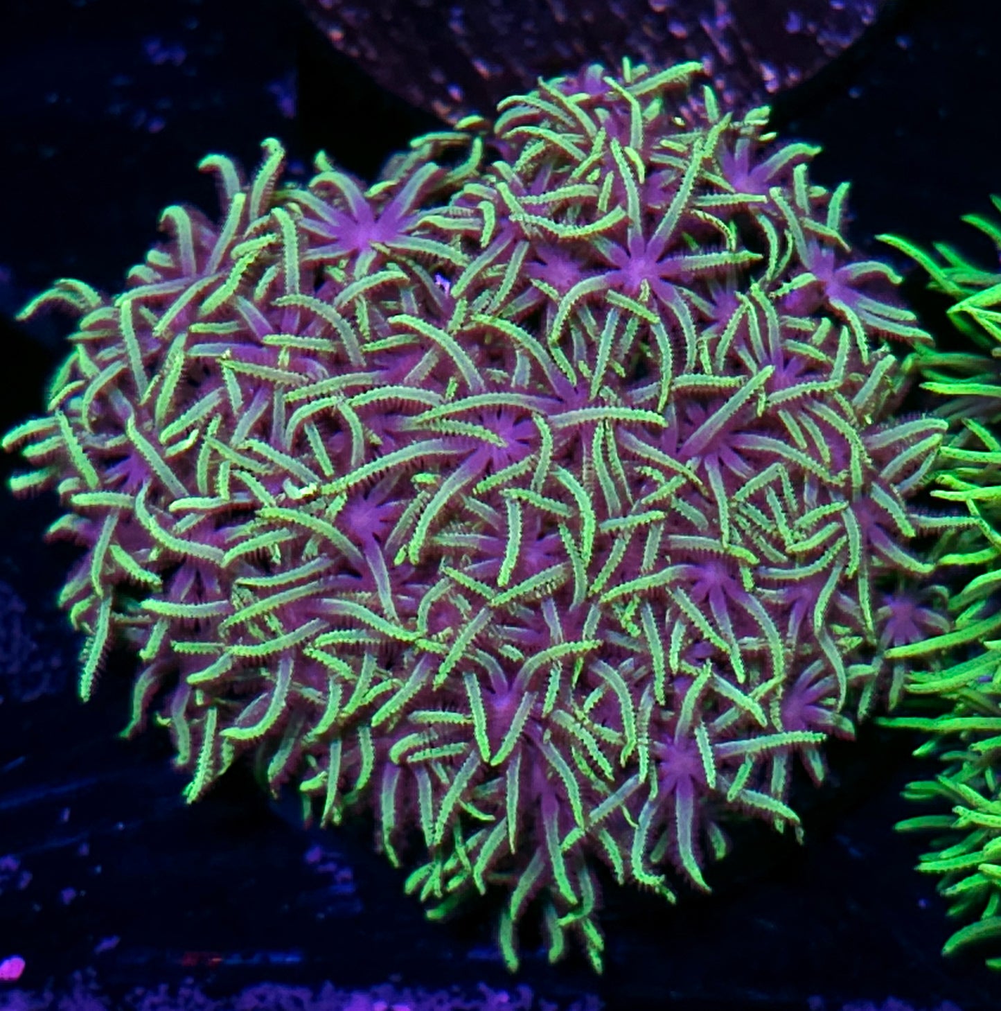 Streamer GSP