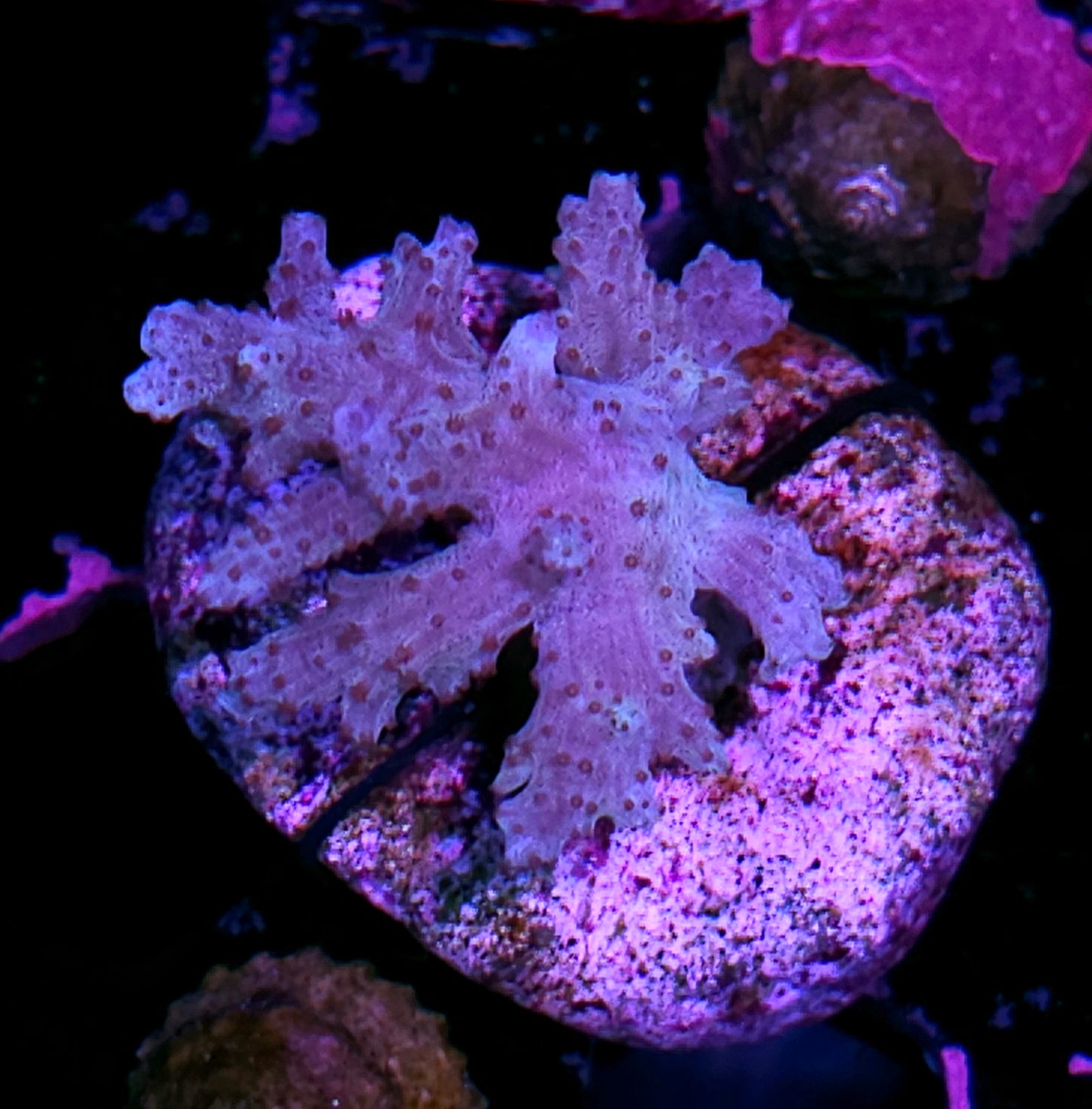 Cultured Aurora Broccoli Leather