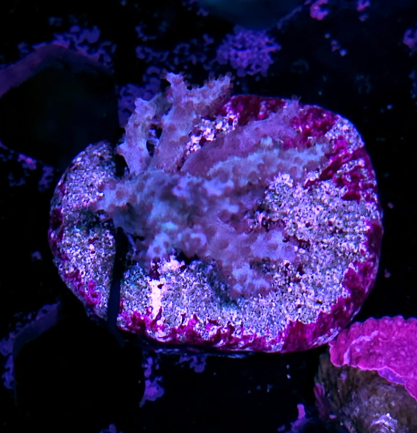 Cultured Aurora Broccoli Leather