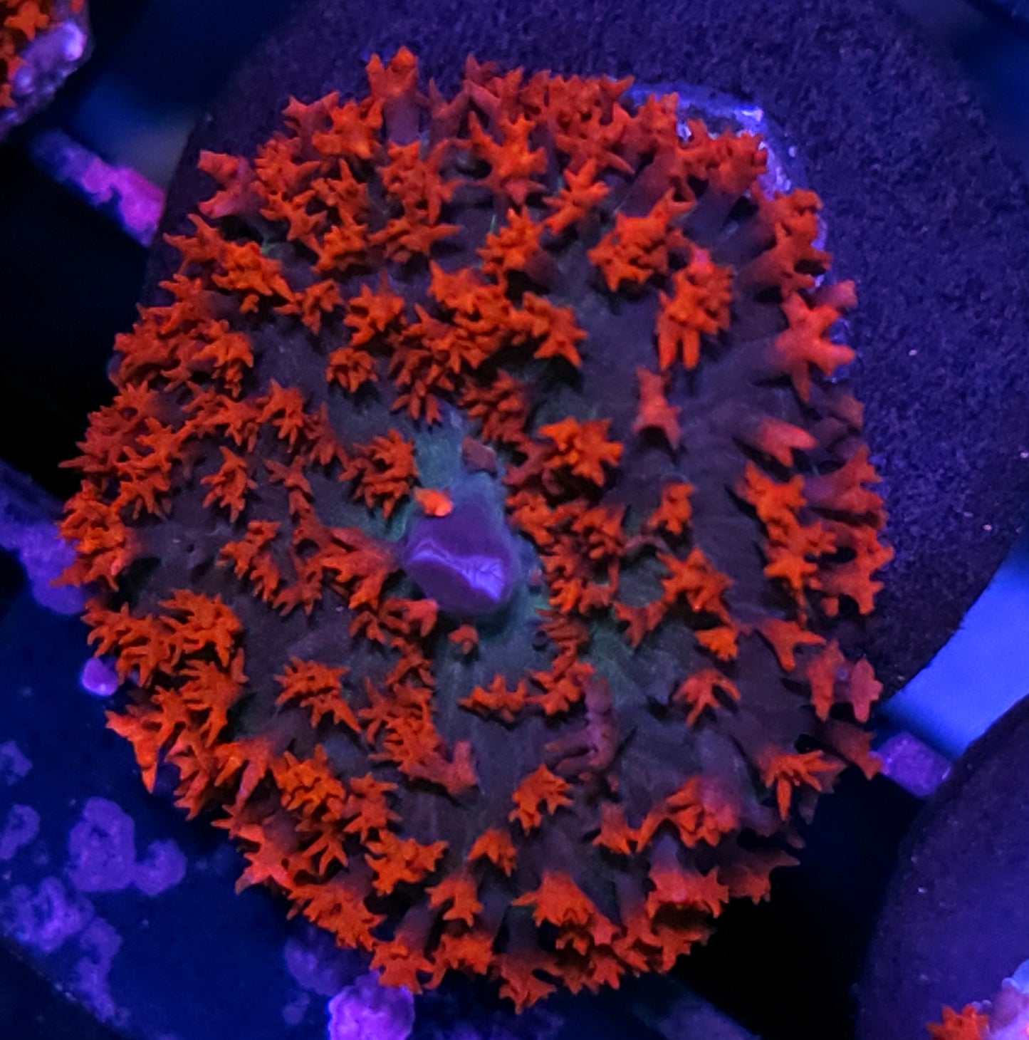 Epic St Thomas Mushroom