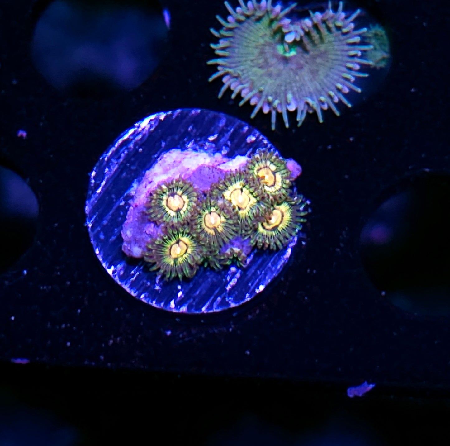Azz Krak Zoas