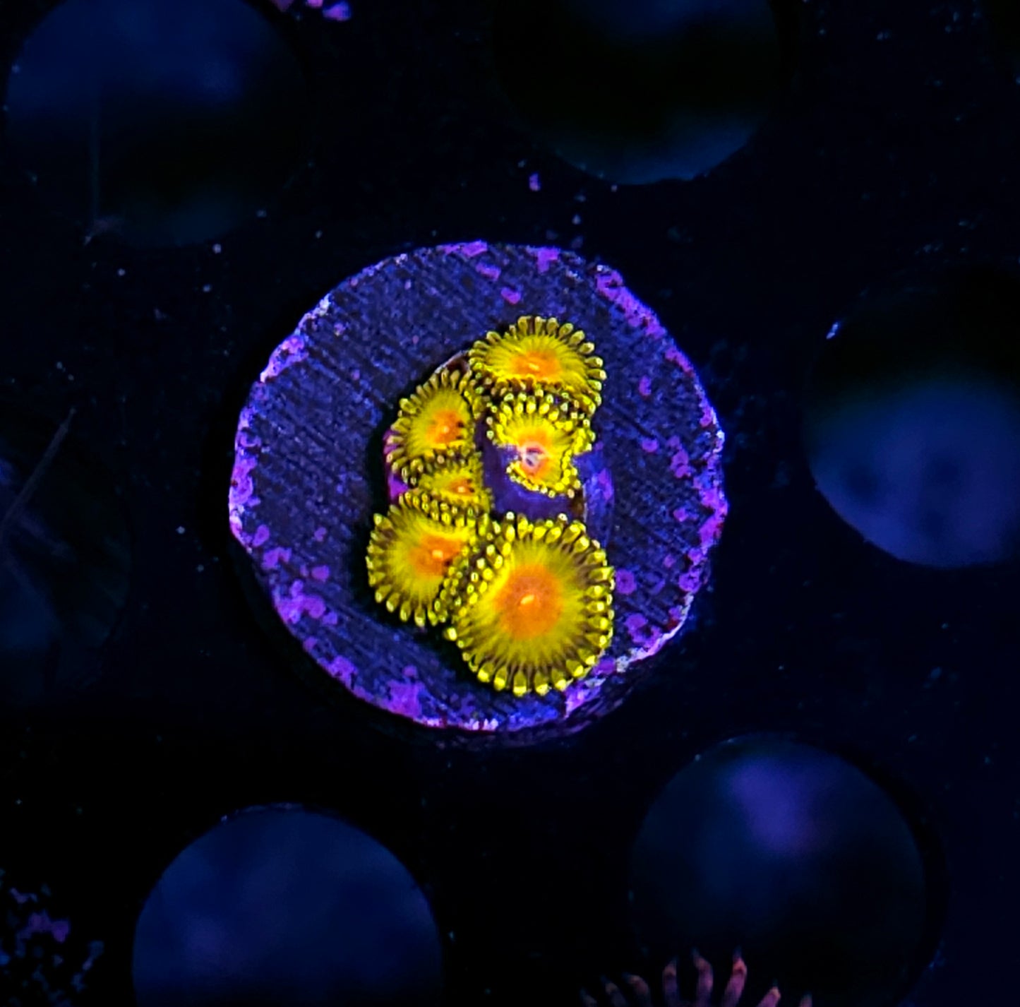 HF Molotov Cocktail Zoas