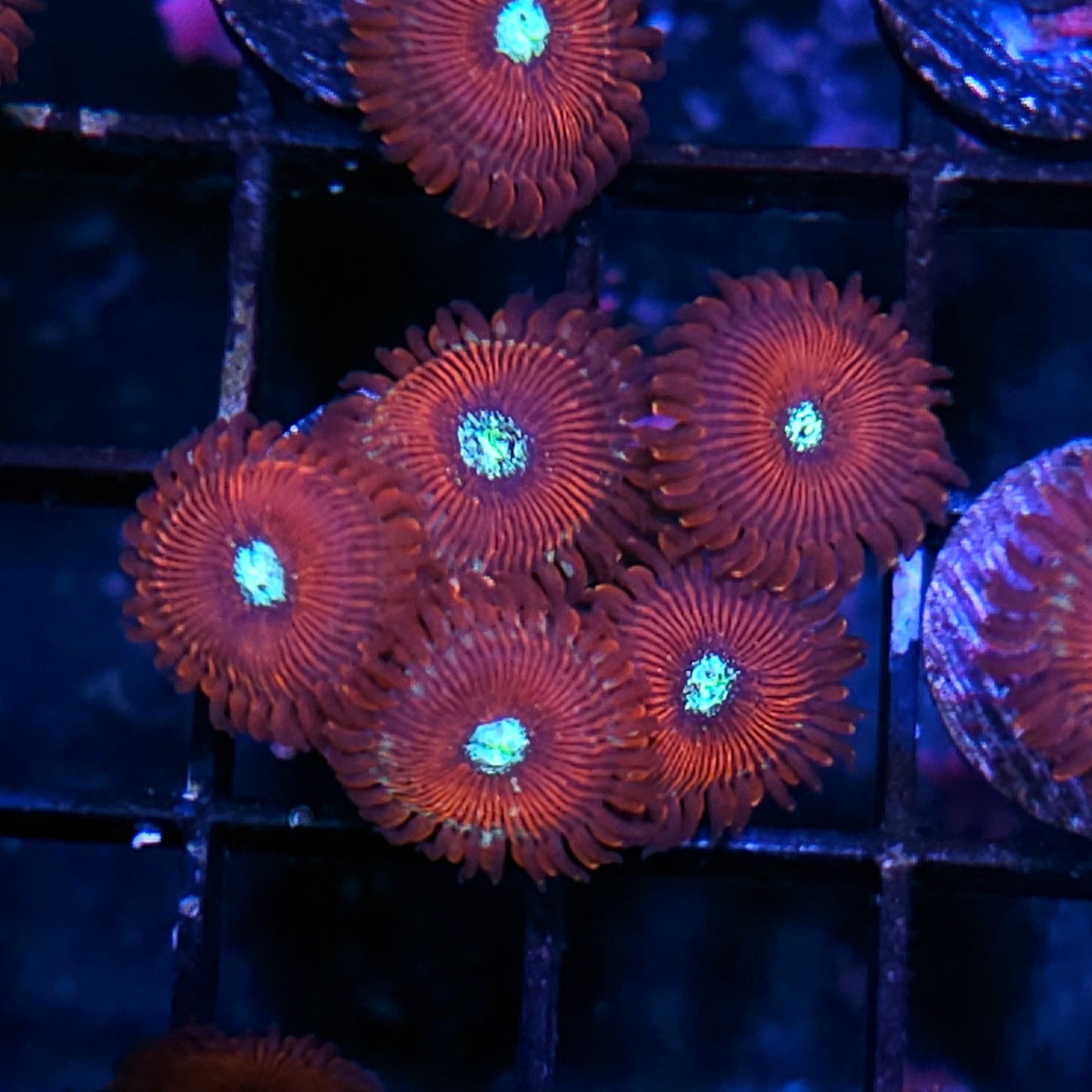 Magician Zoas