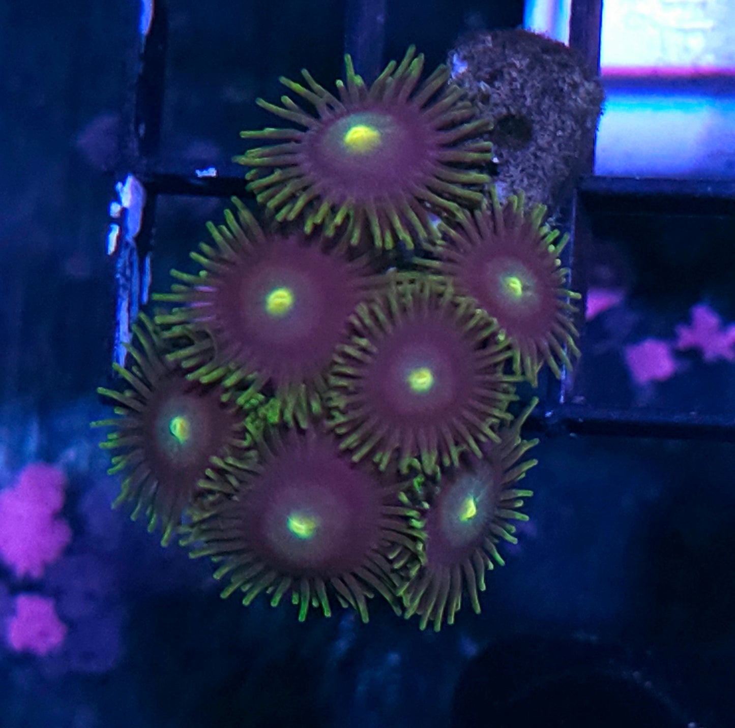 Venus Zoas
