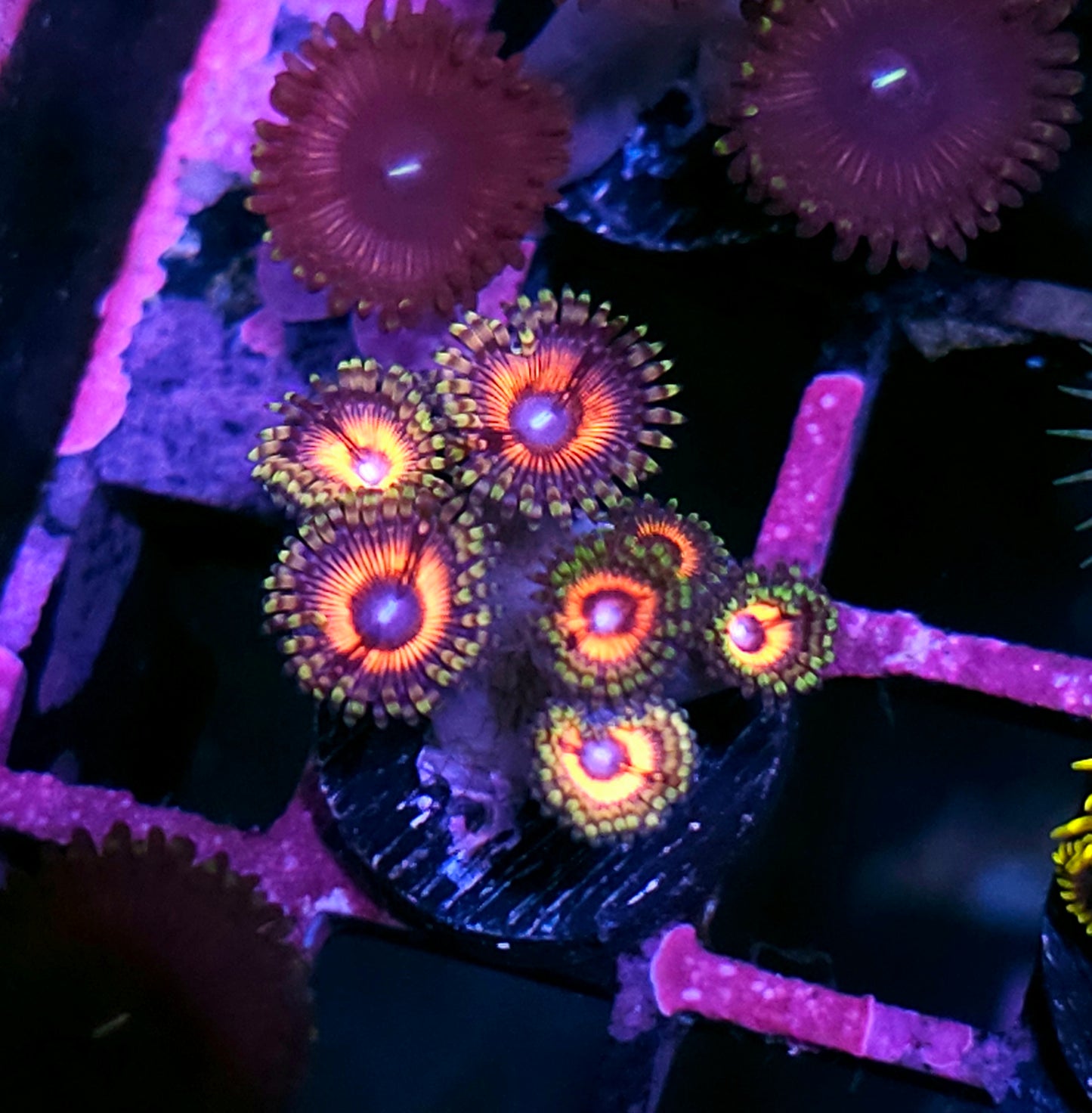 Electro Pink Zoas