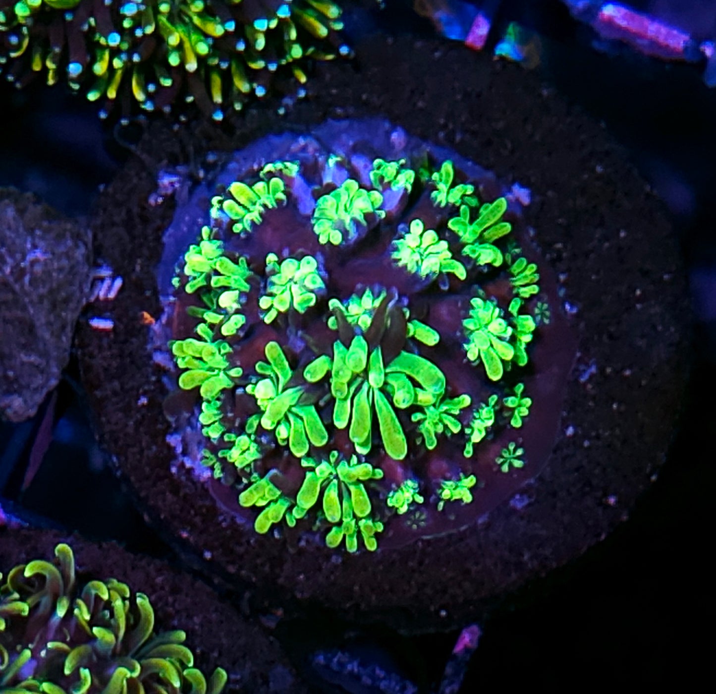 Slimeball Galaxia