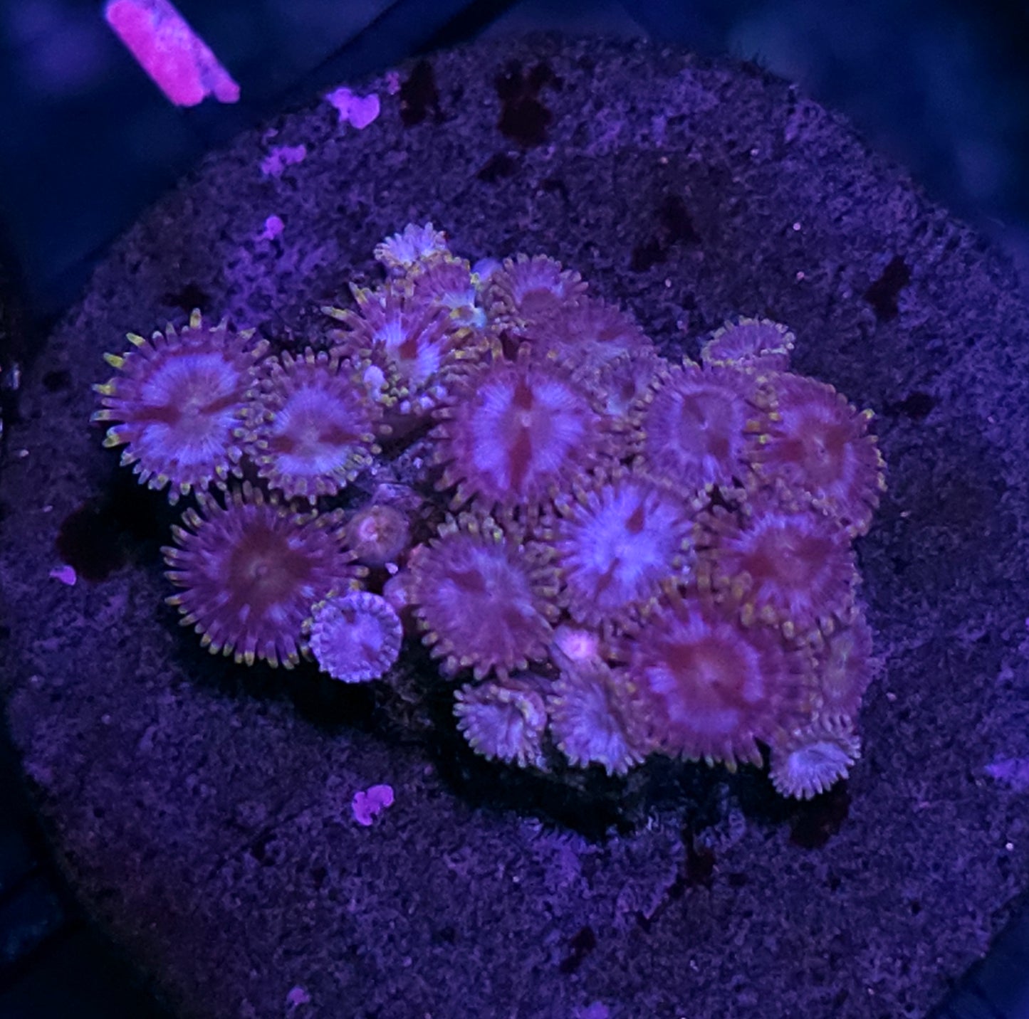 Lavender Fields Zoas
