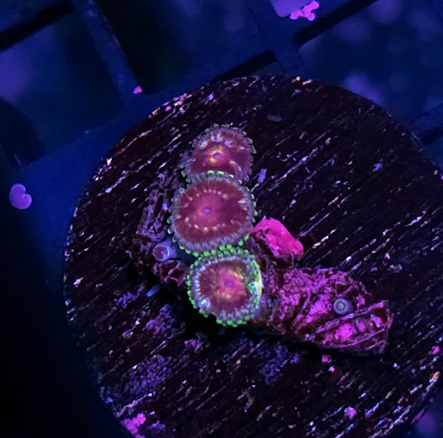 Love Potion #9 Zoas