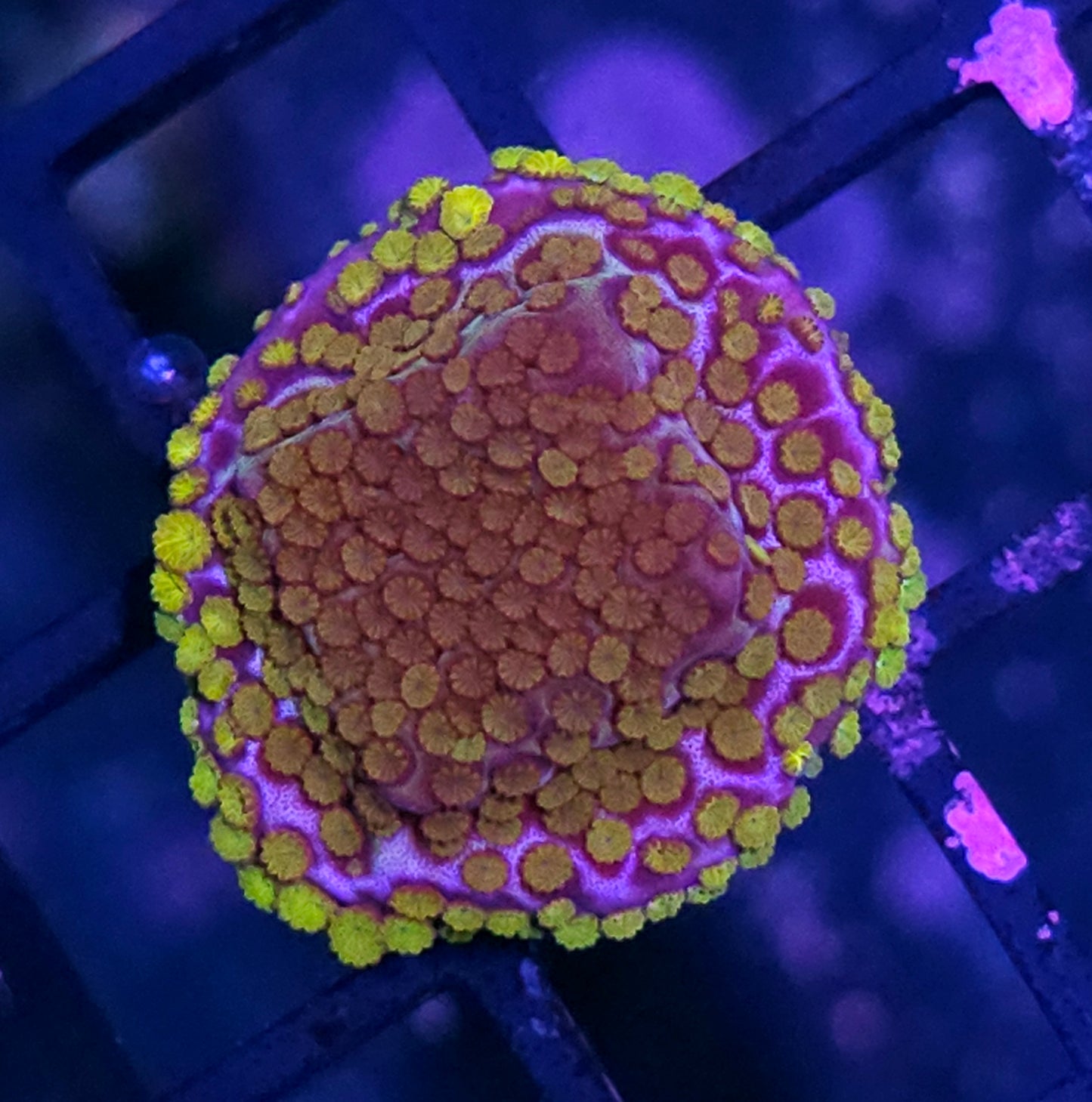 HF Bumblebee Montipora
