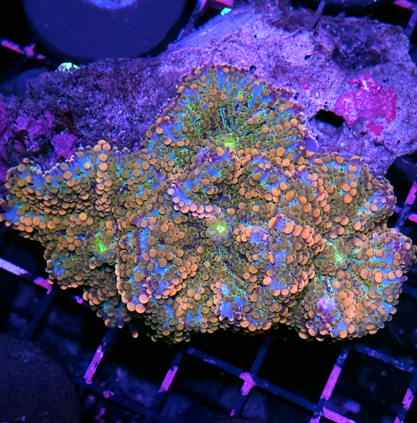 Candyland Bounce Yuma Colony