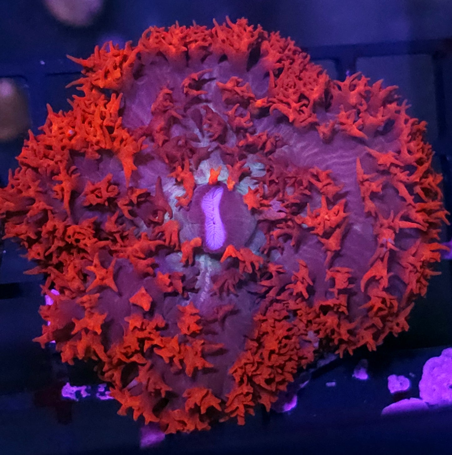 Fang Banger St Thomas Mushroom