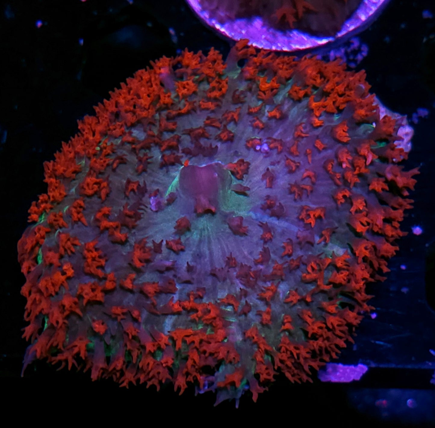 Epic St Thomas Mushroom