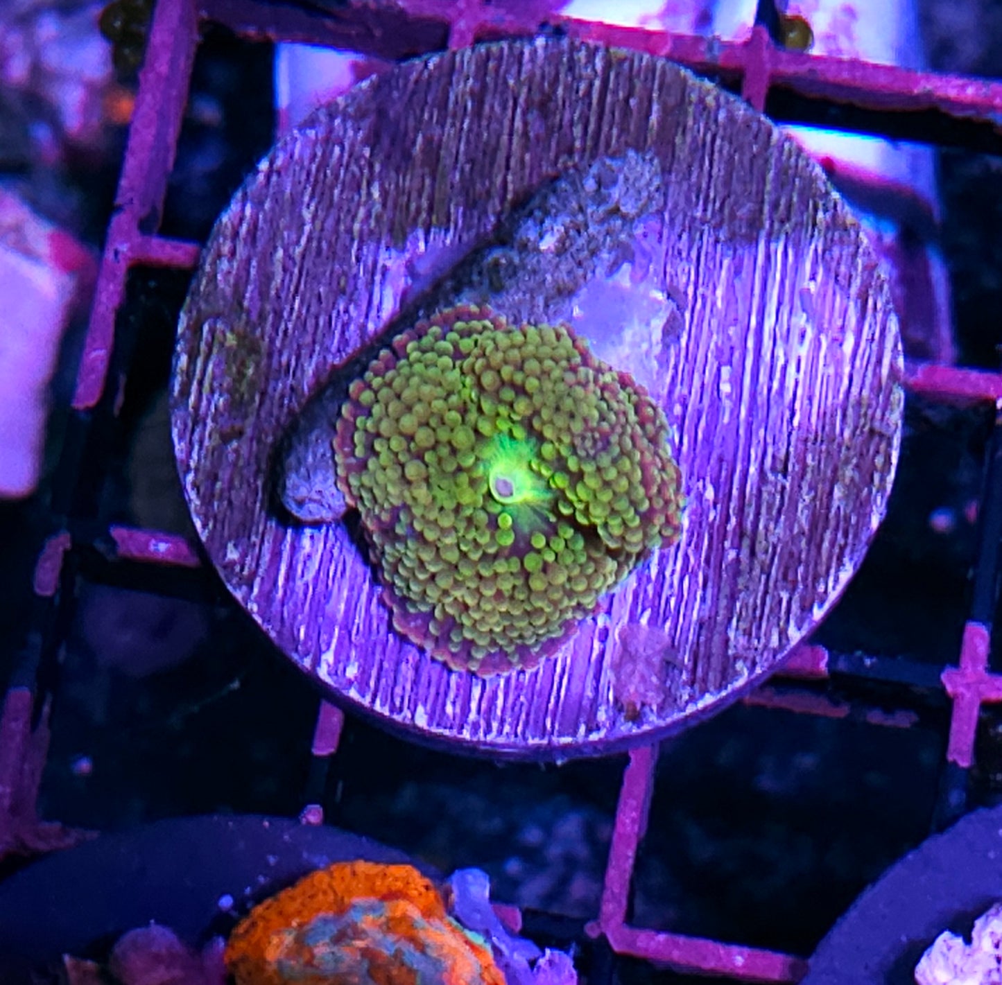 Insane Cortez Sea Ricordea