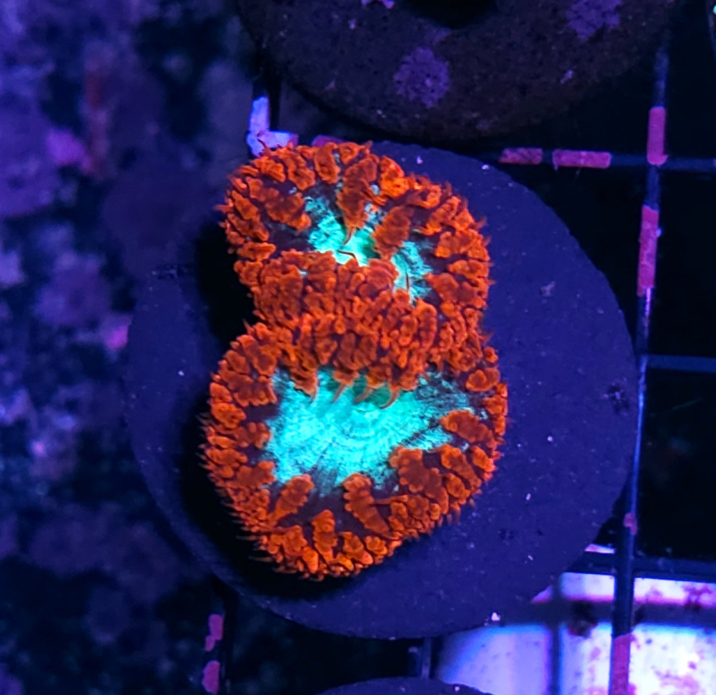 Quasar Blasto
