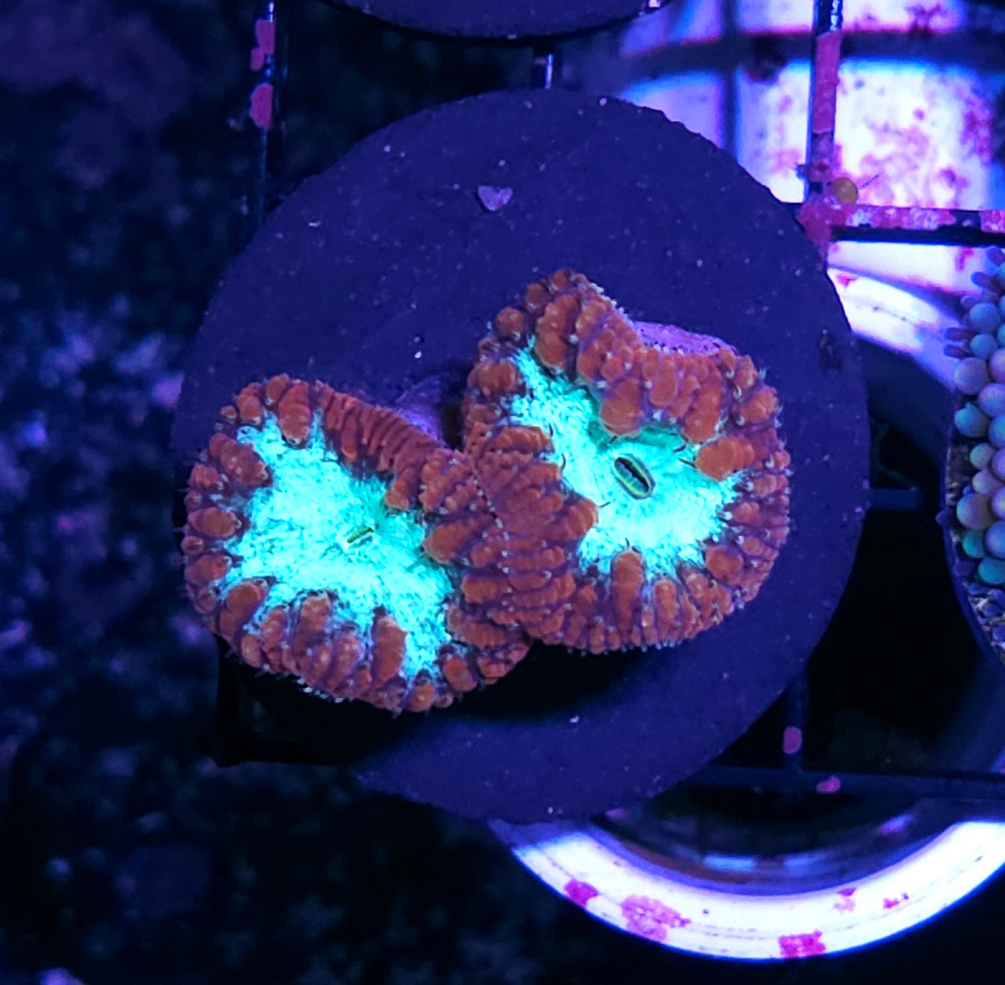 Sonic Nebula Blasto