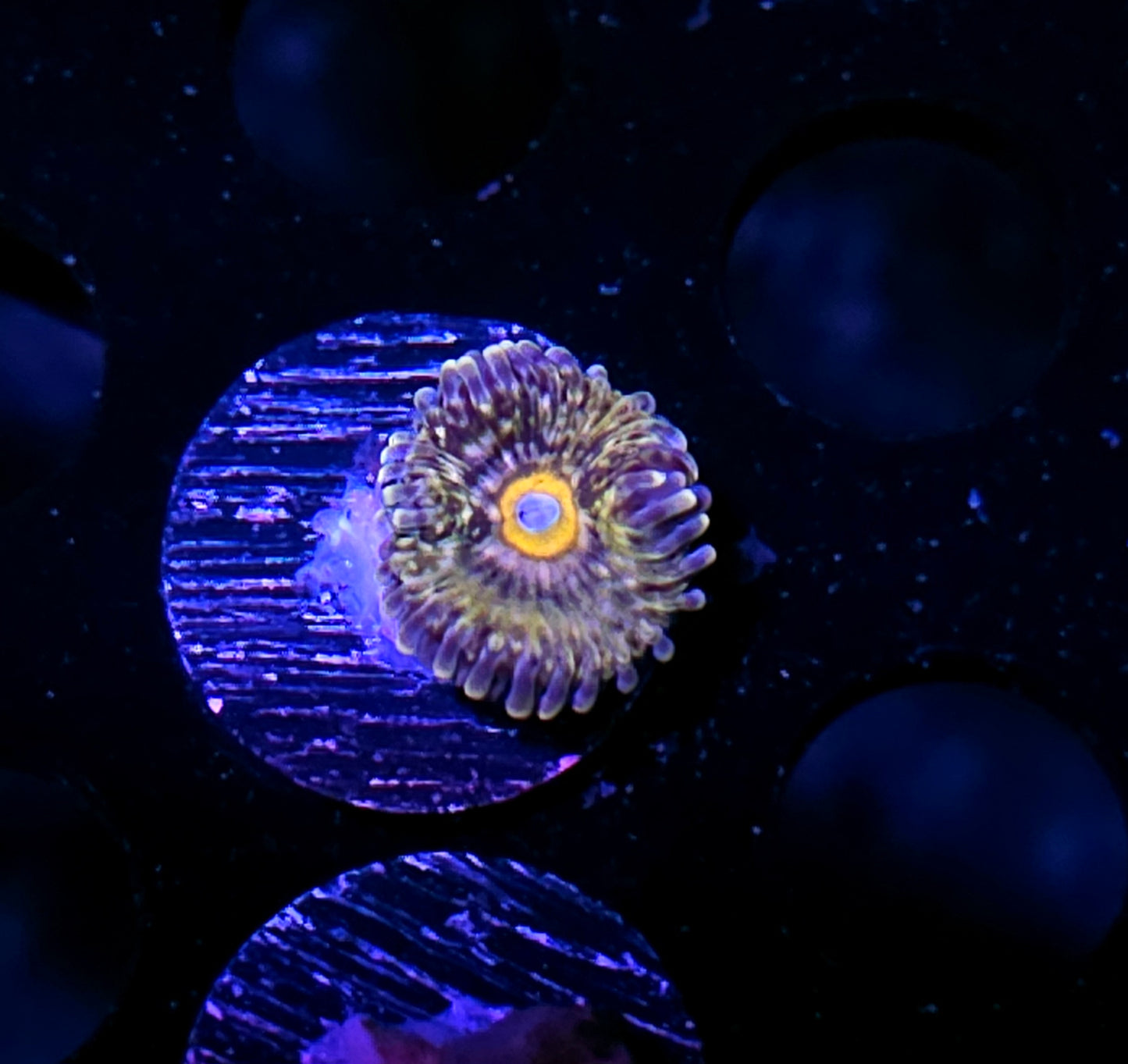 HF Horned Owl Zoas