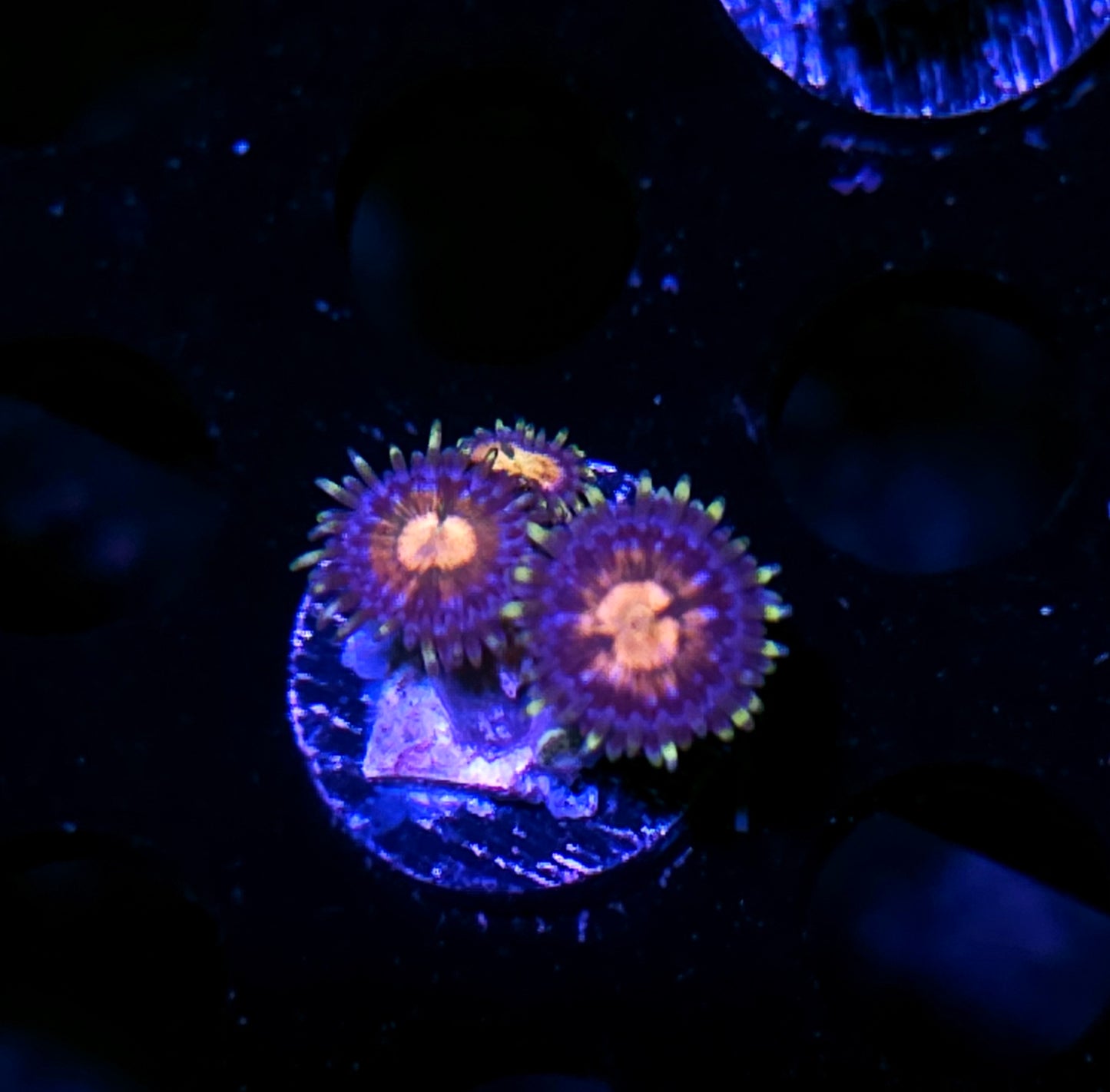 Nirvana Zoas