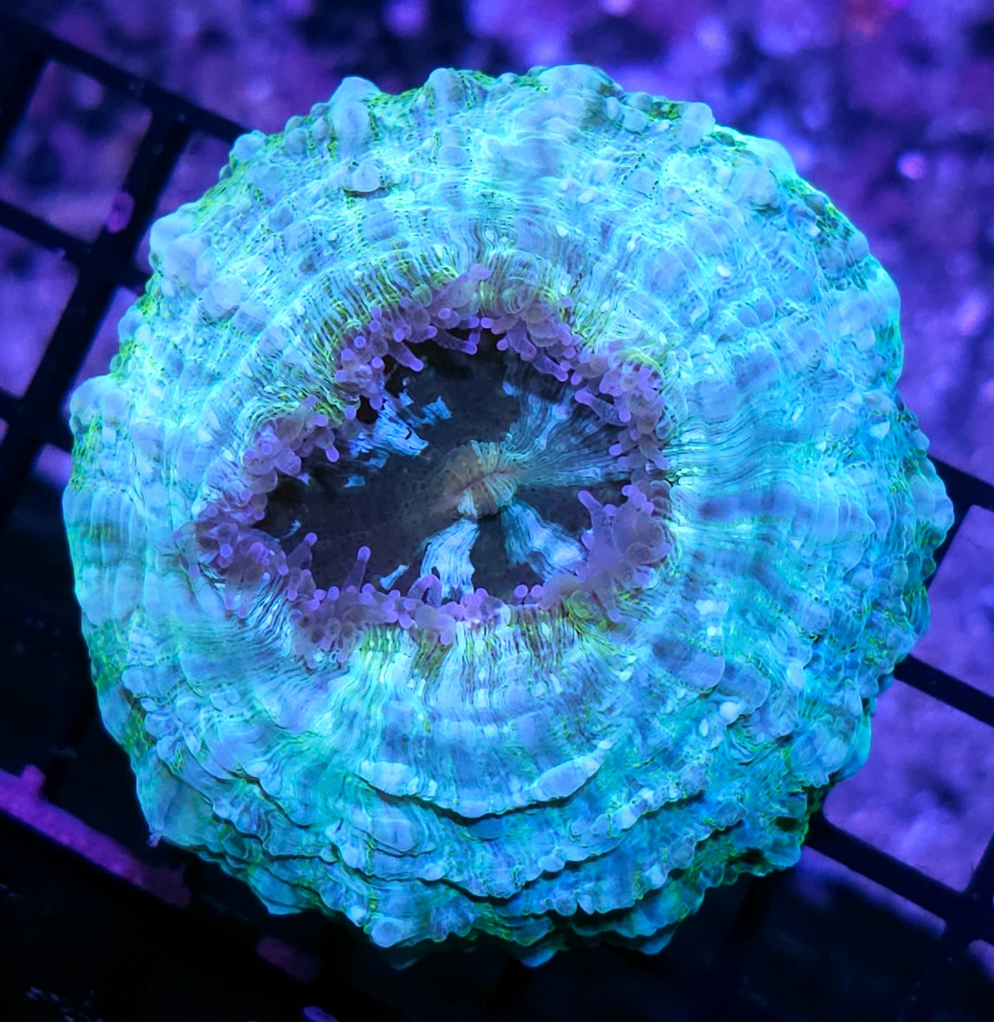 Frosted Lemonade Acanthophyllia