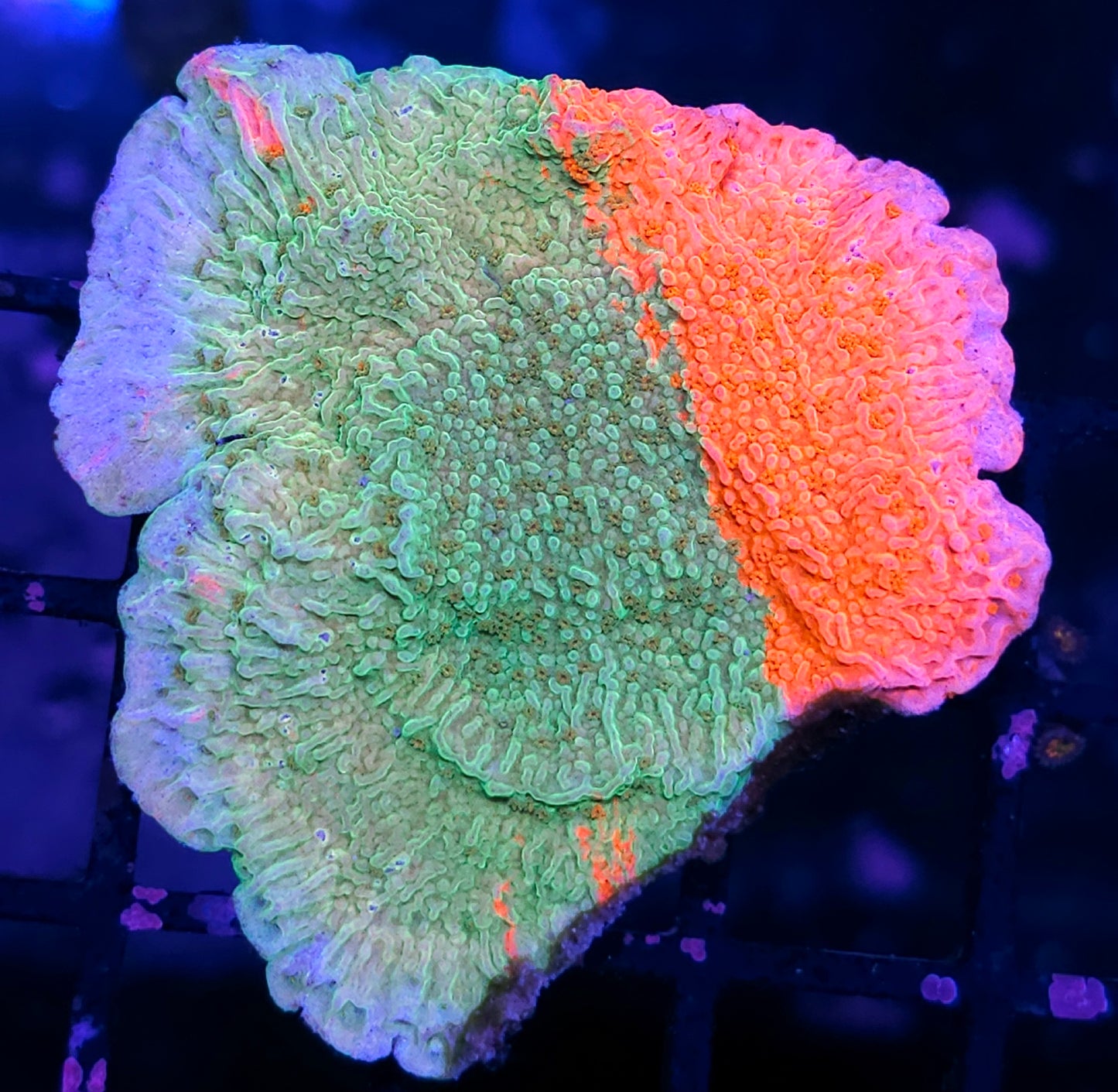 DR Grafted Montipora Colony
