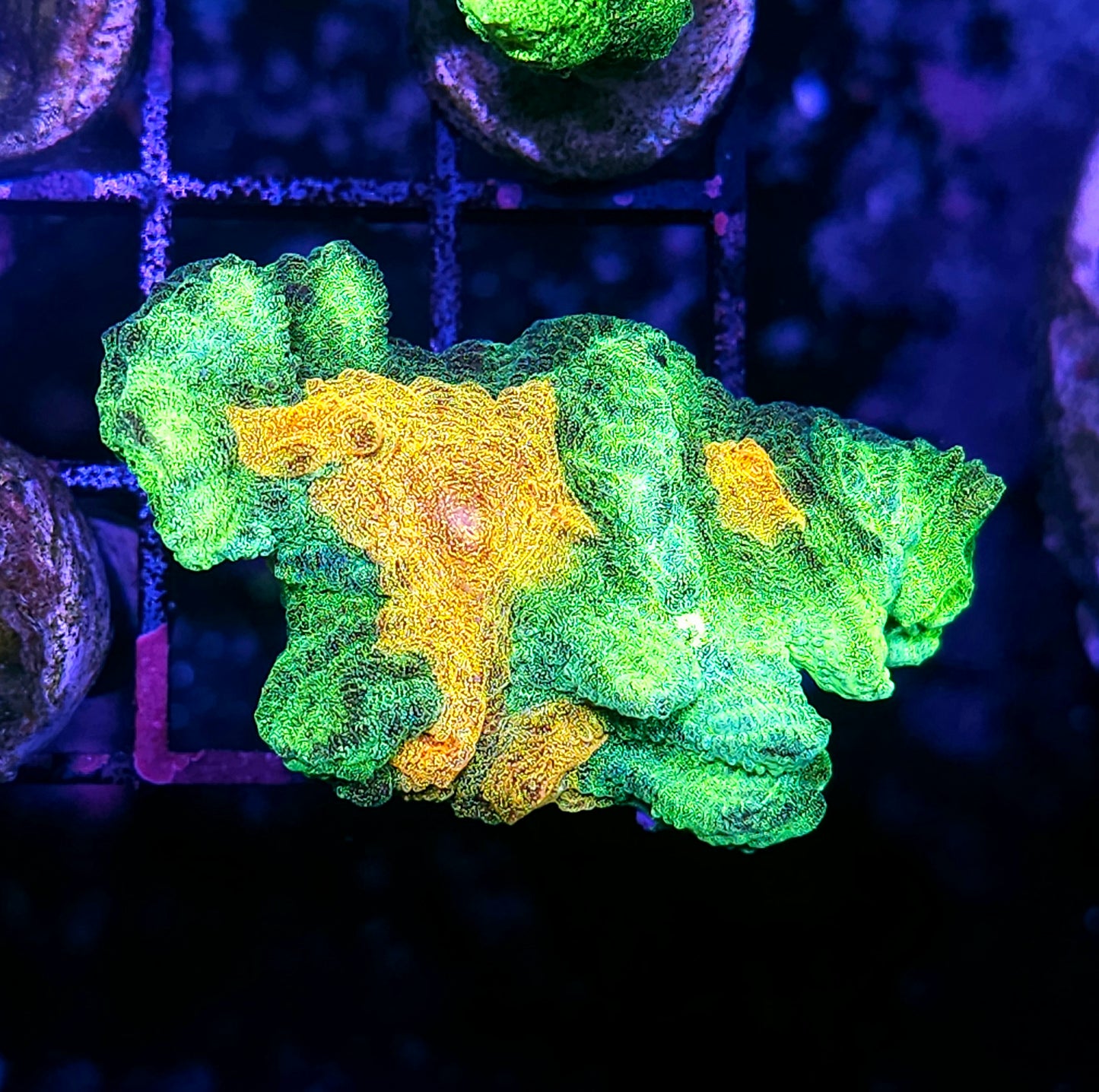 DR Space Invaders Pectinia CHUNK
