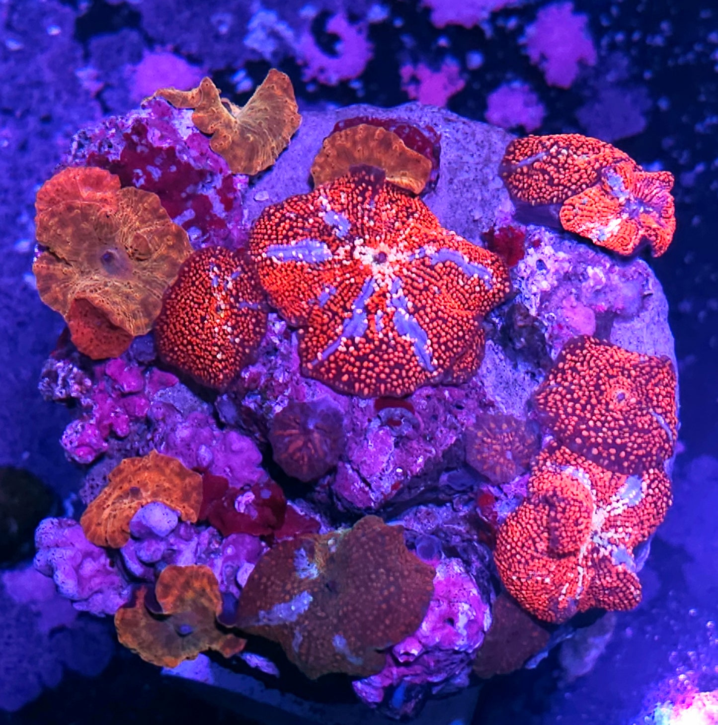 EXTREMELY RARE 😱👹Red Devil & Ironman Mushroom Colony👹😱