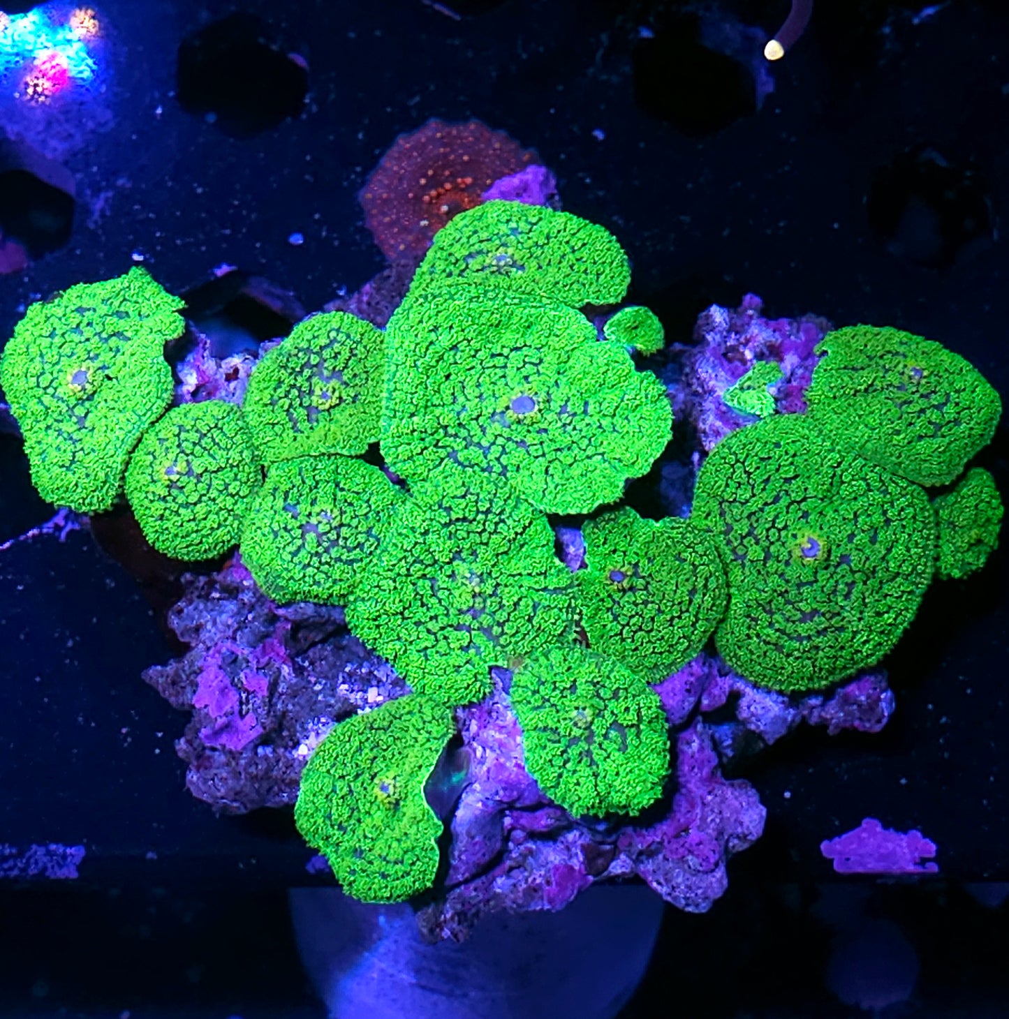 Kryptonite Gumdrop Mushroom Colony