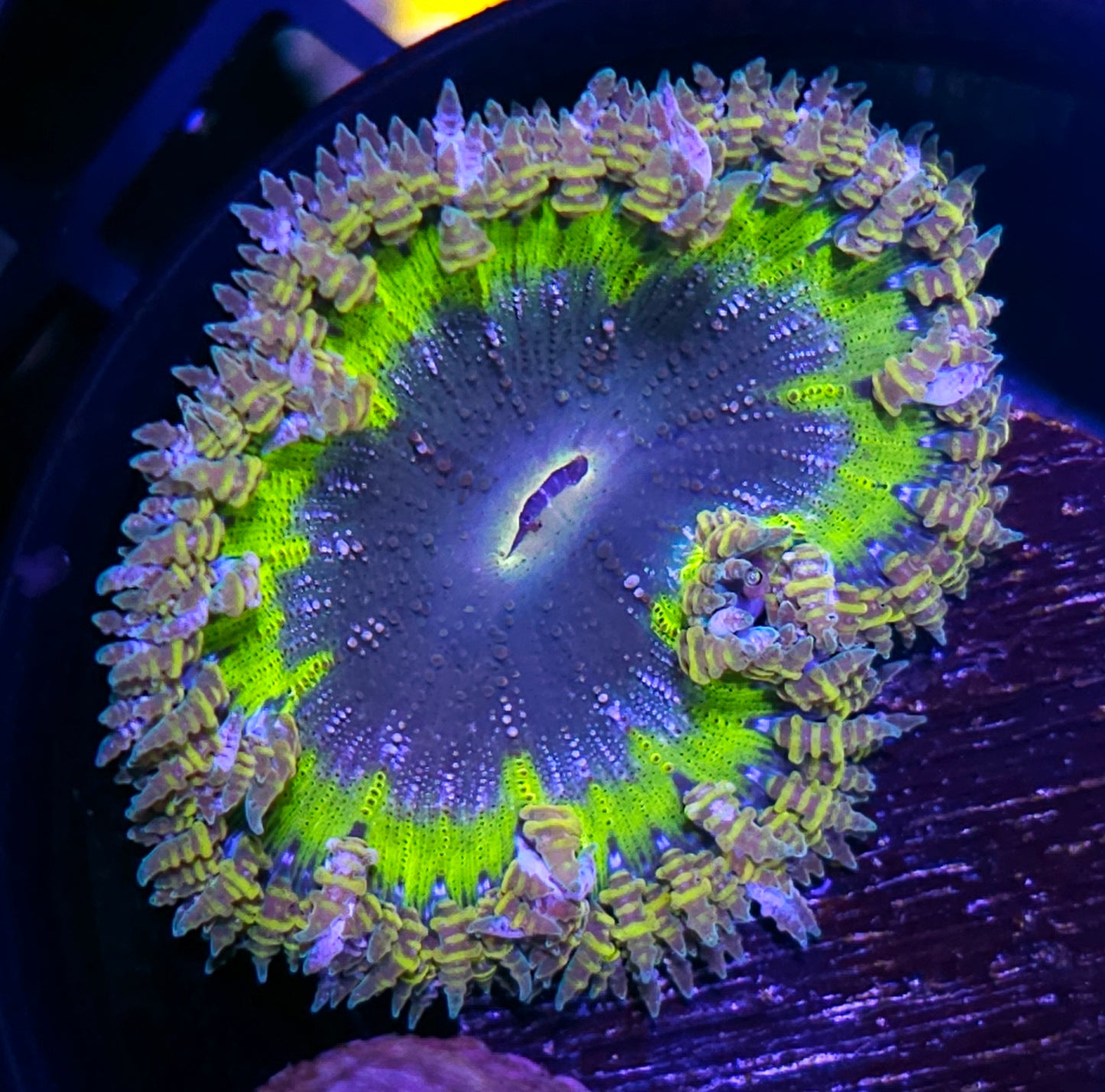 Ghostbusters Flower Anemone