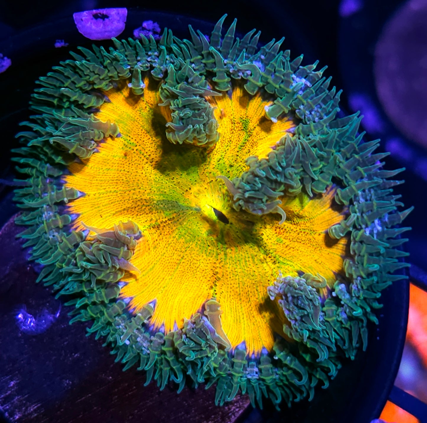 Sunlight Flower Anemone