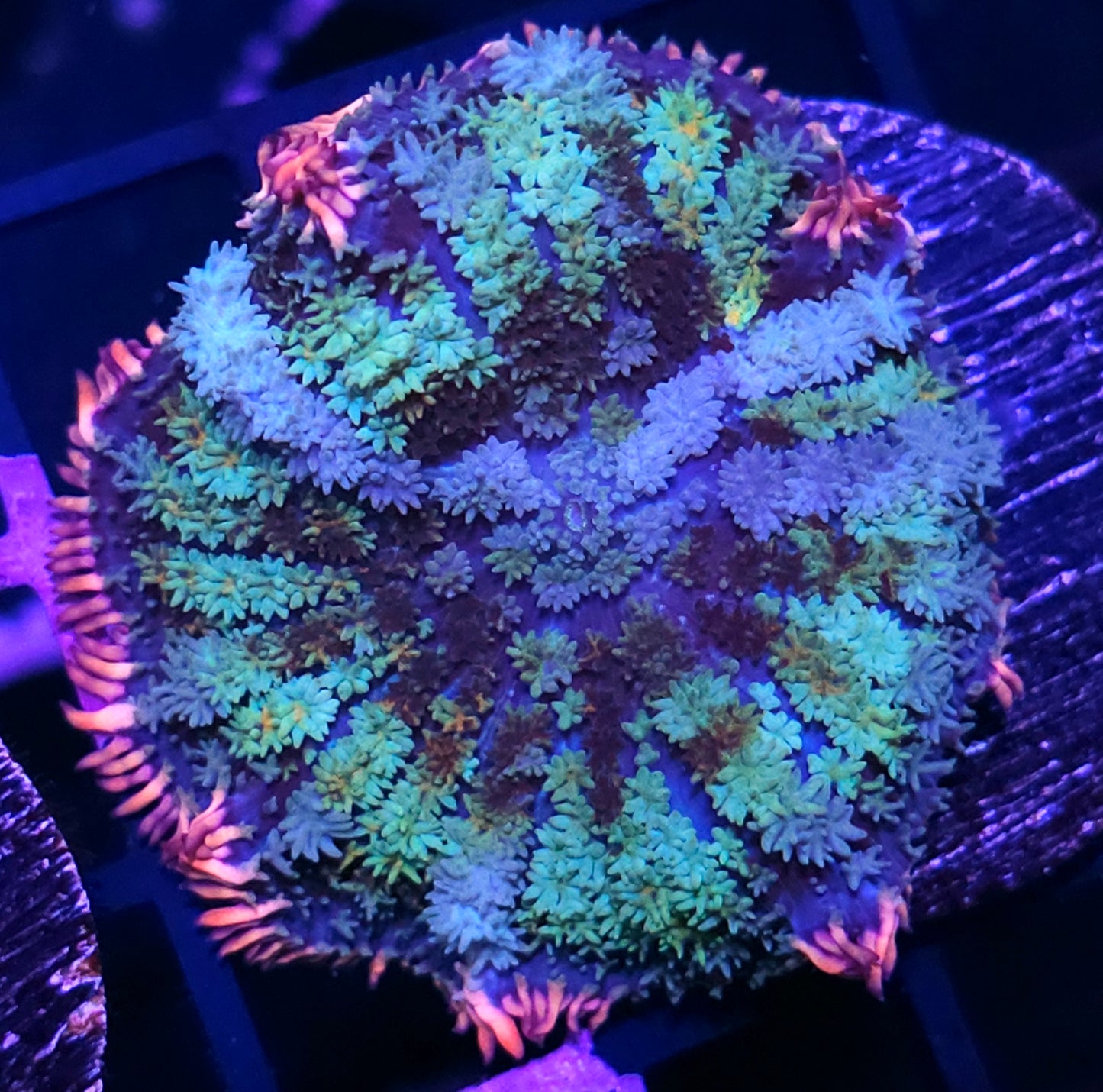 Unfreakingreal Frankenstein Bounce Mushroom
