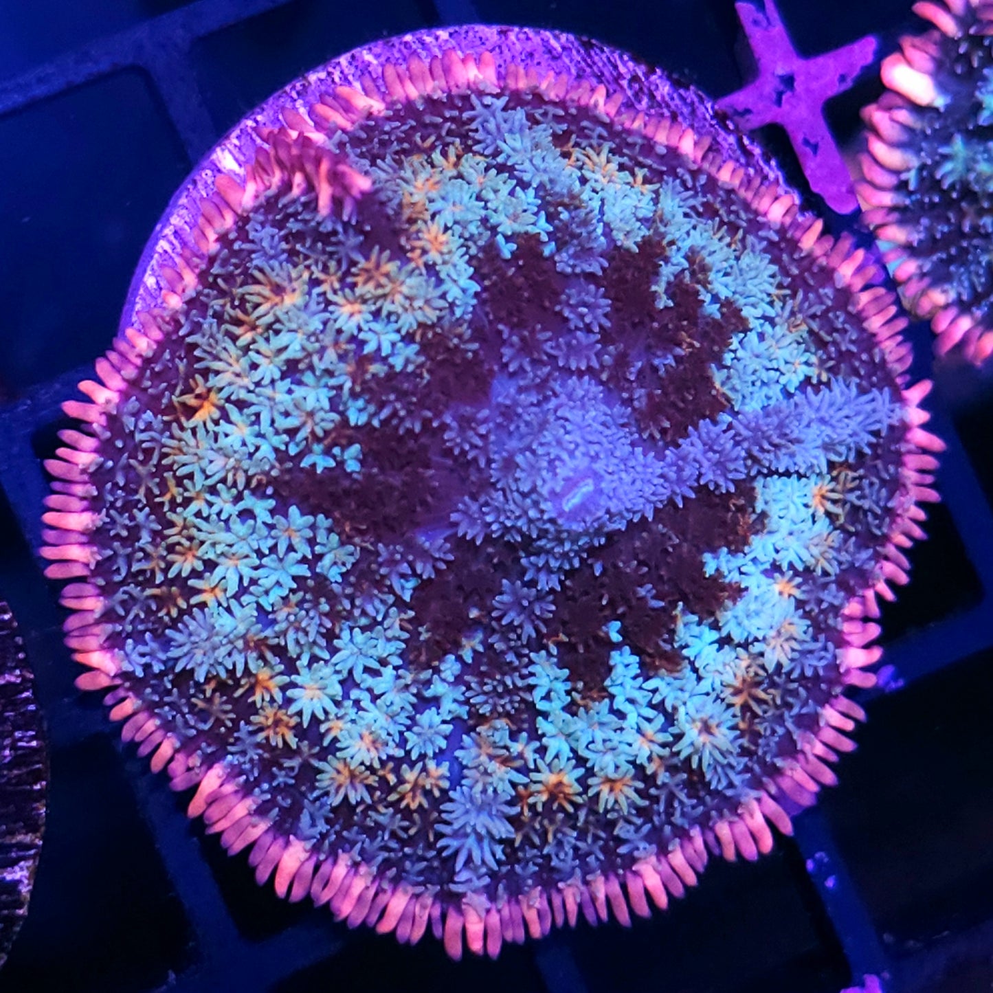 Insane Frankenstein Bounce Mushroom