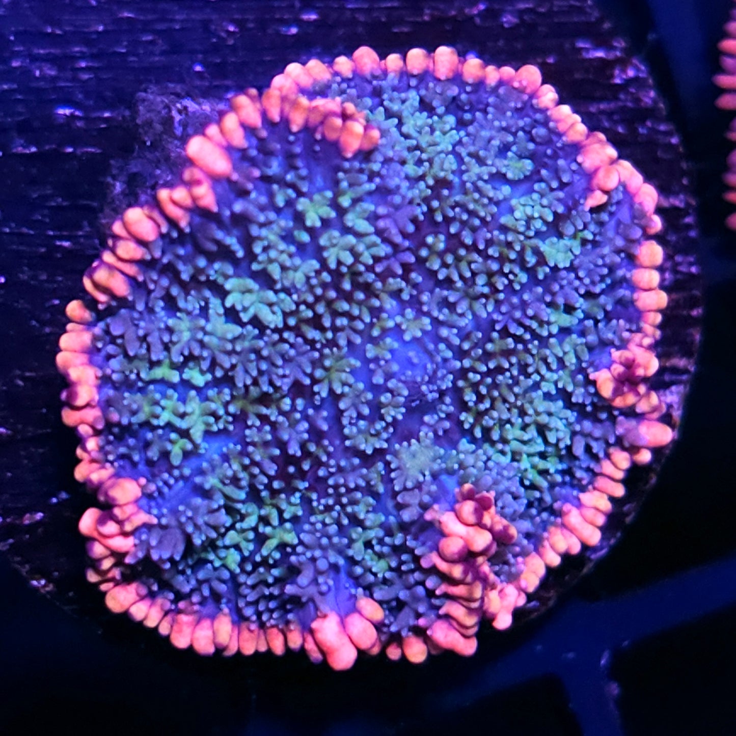 Frankenstein Bounce Mushroom