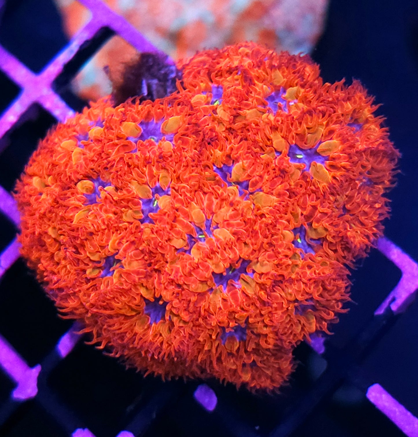 Aquacultured Blue Raven Blasto Colony