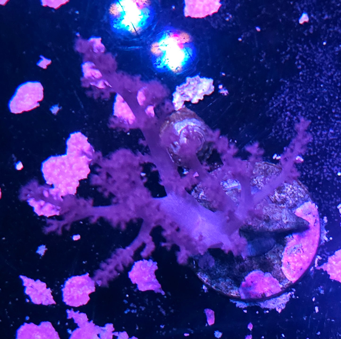 Purple Kenya Tree