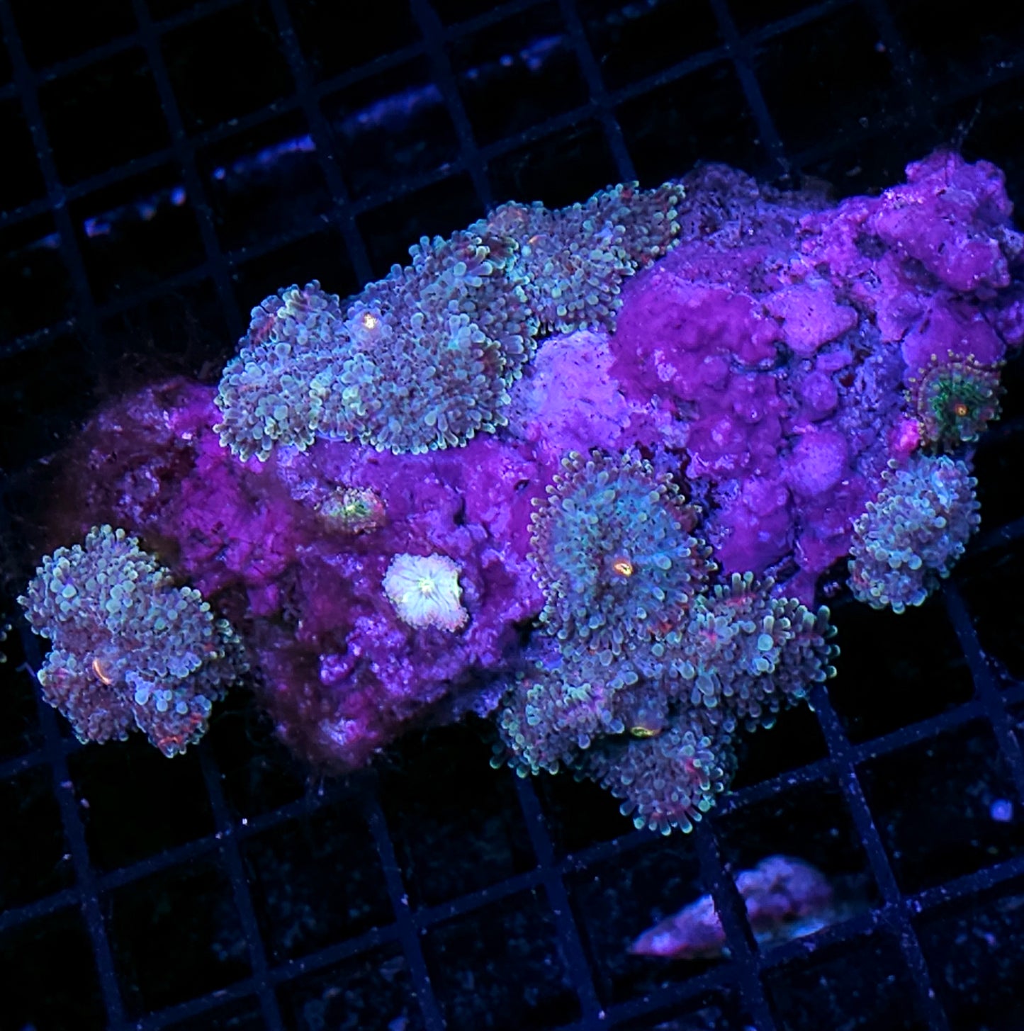 Hologram Yuma Colony