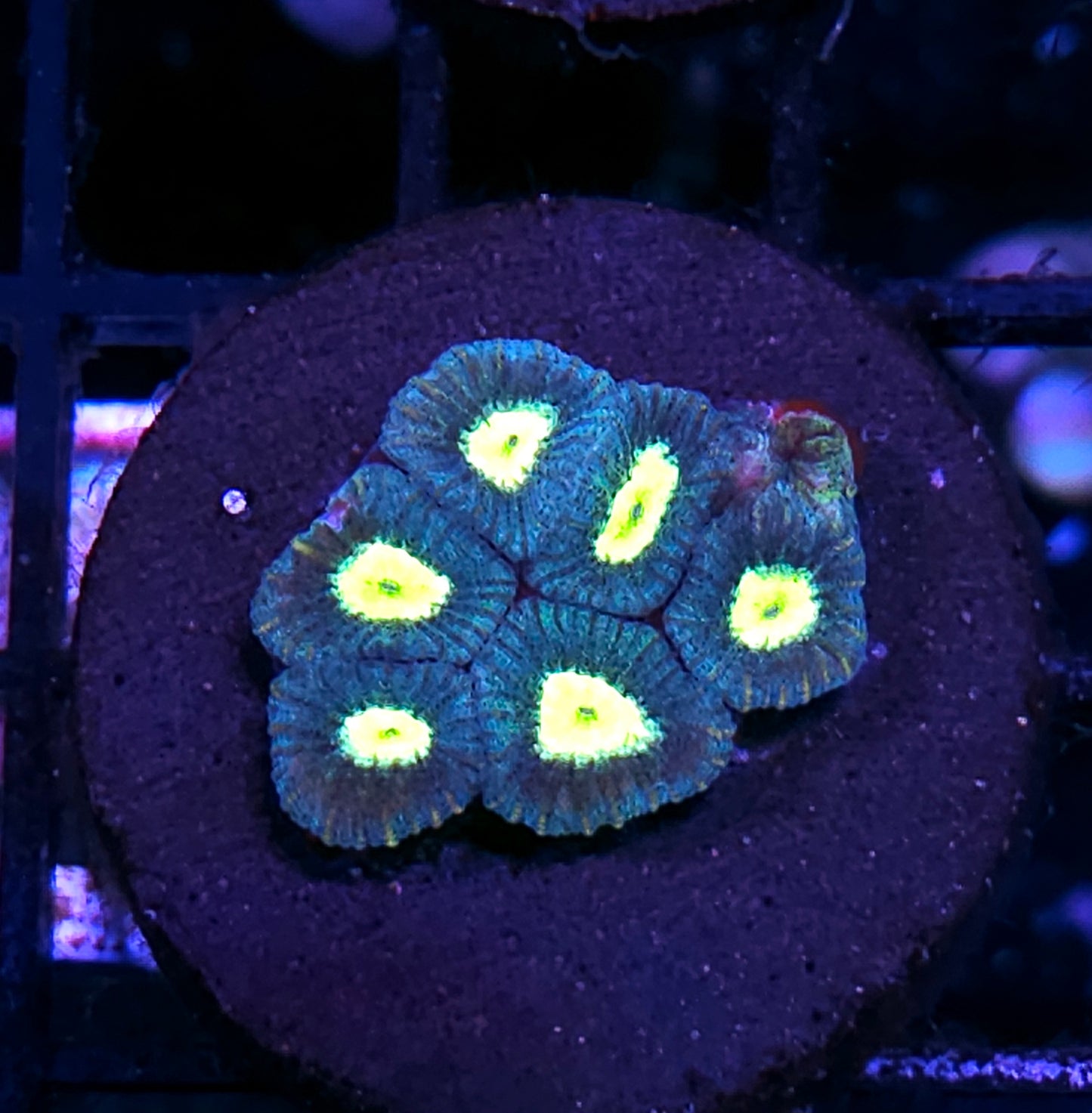 Alien Eye Micro Favia